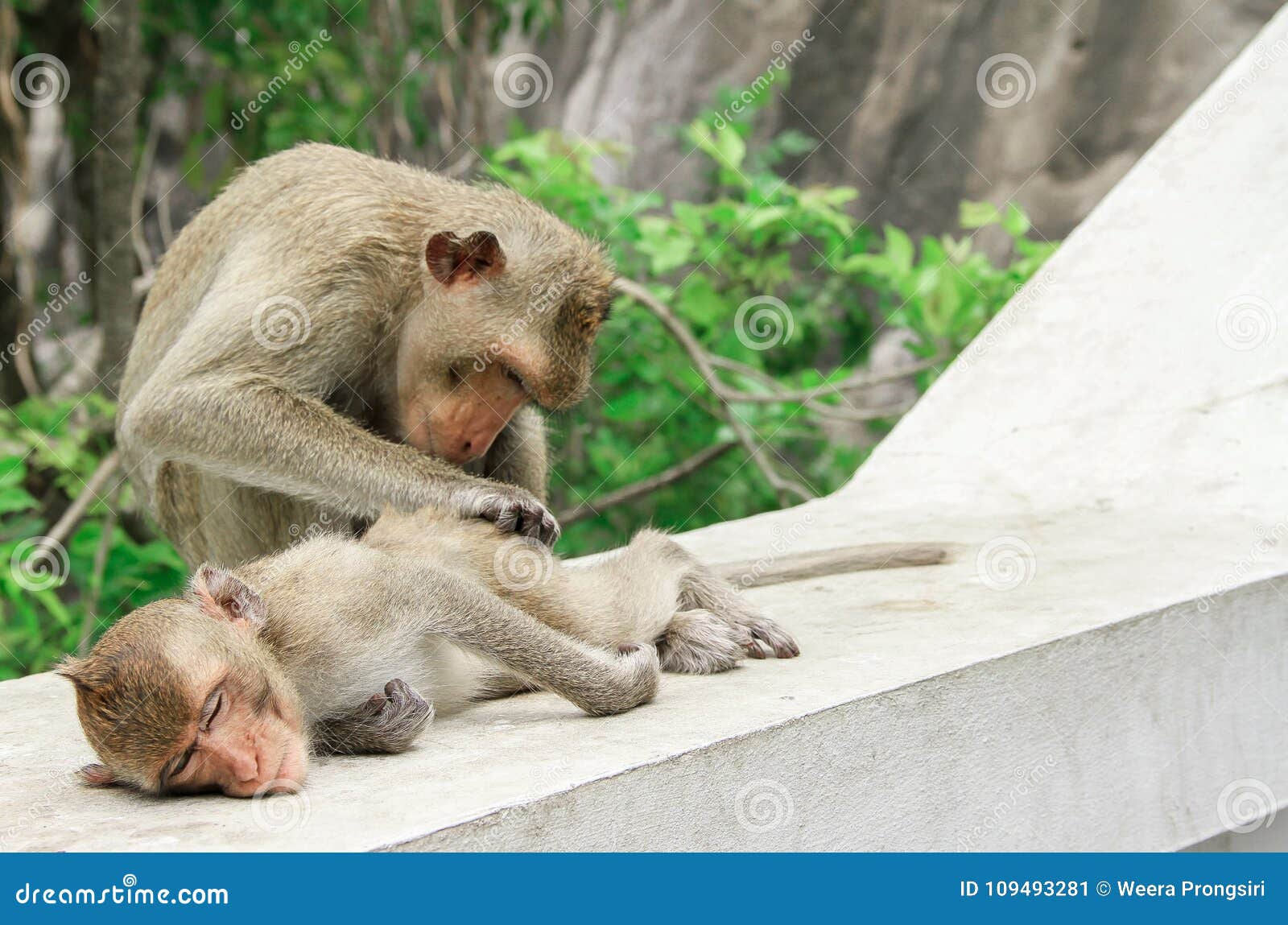 Ape, Monkey, Squirrel Monkey, Tropical Rainforest, Animal Stock Image -  Image of cute, macaque: 109493281