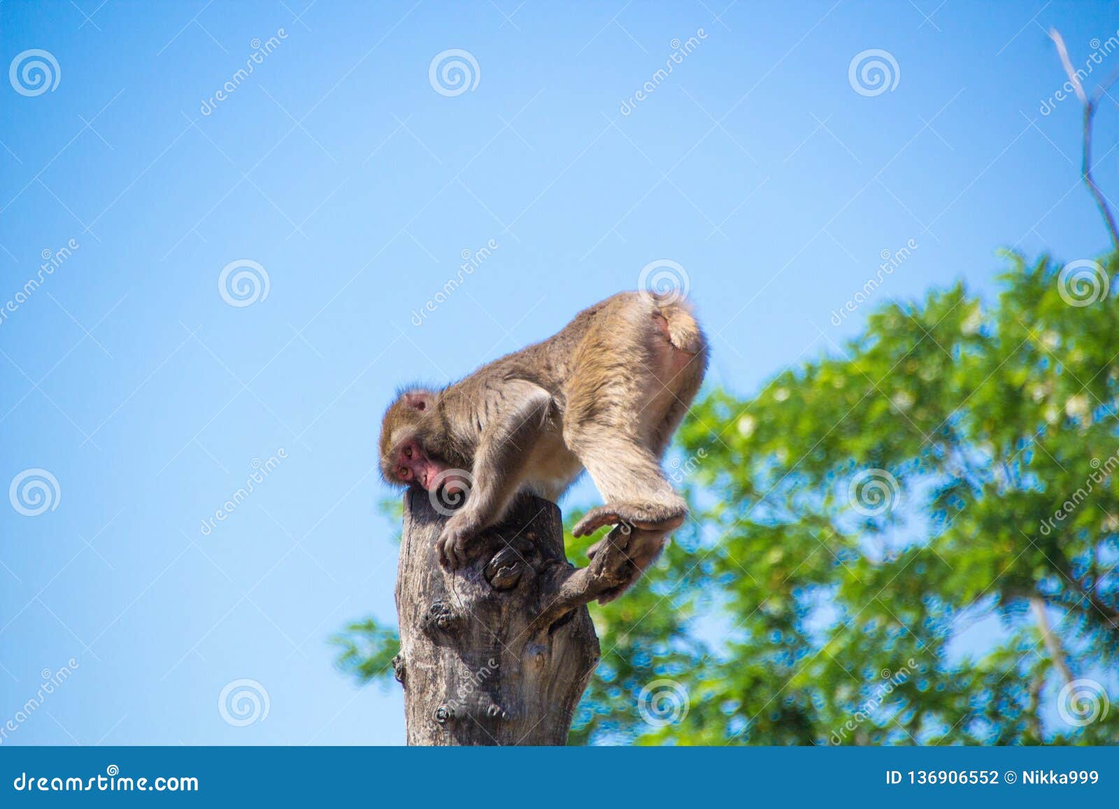 458 Monkey Itching Images, Stock Photos, 3D objects, & Vectors |  Shutterstock