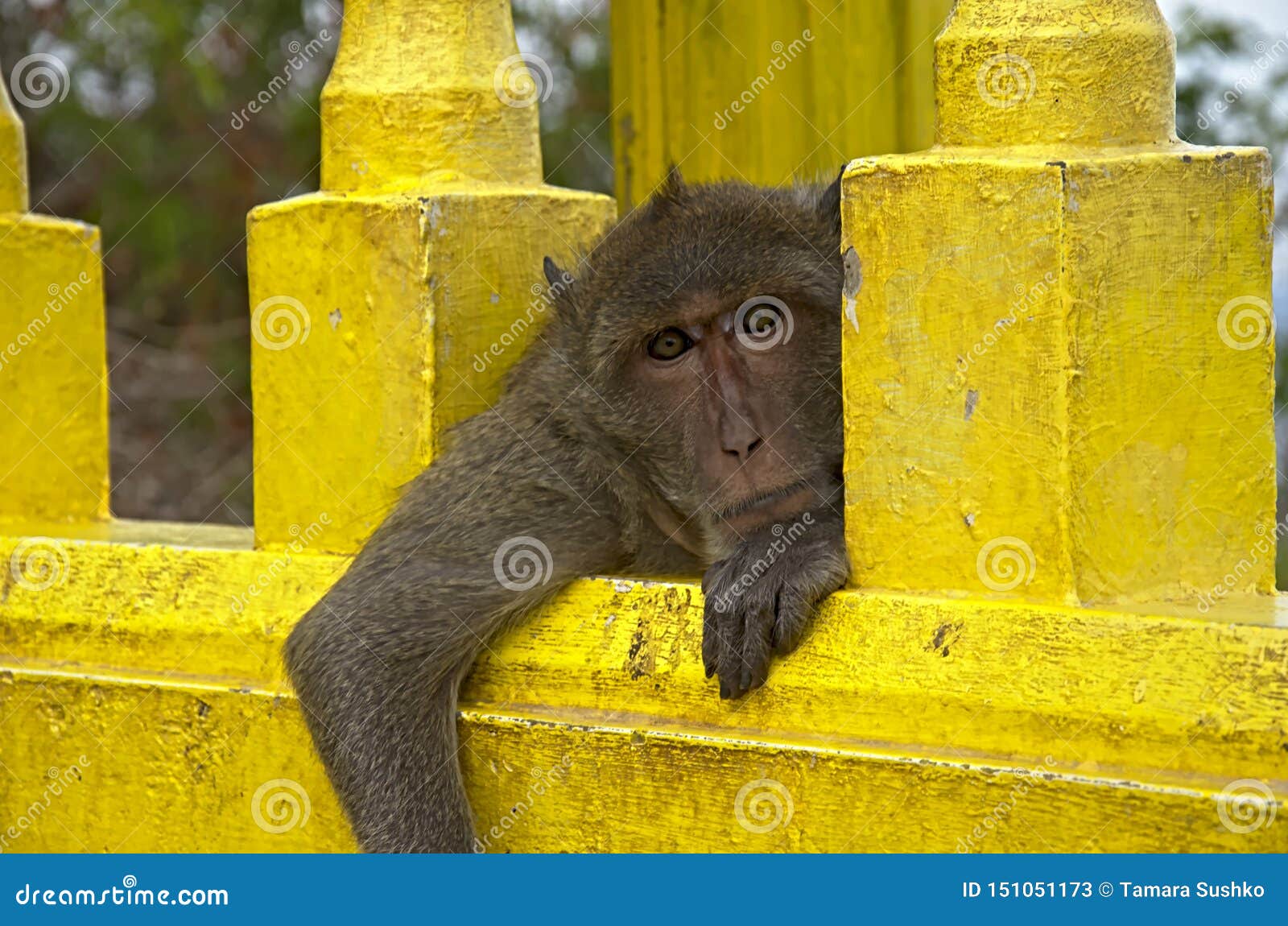Selfie Monkeys Young Man Uses Selfie Stick Take Photo Video Stock Photo by  ©galitskaya 208401254
