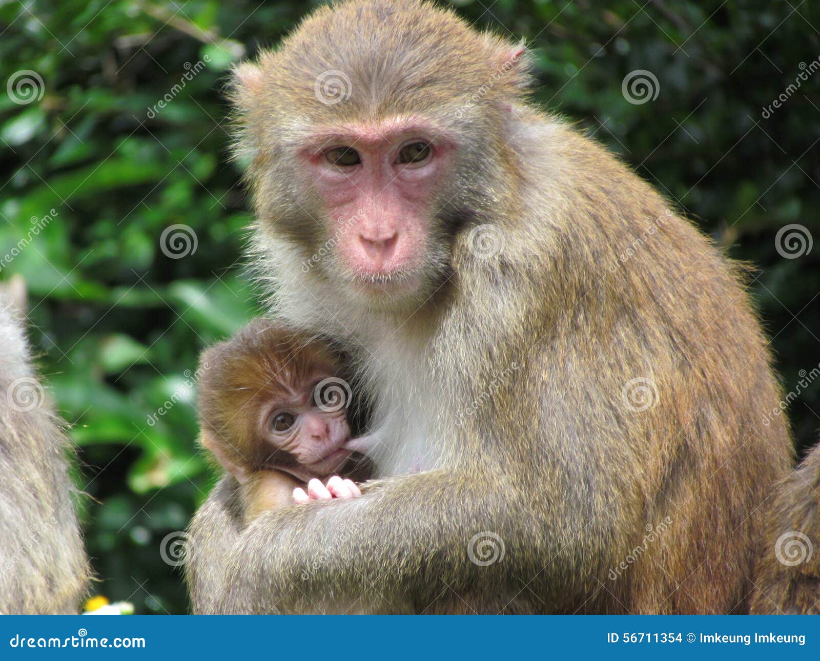 monkey mam feeding a baby