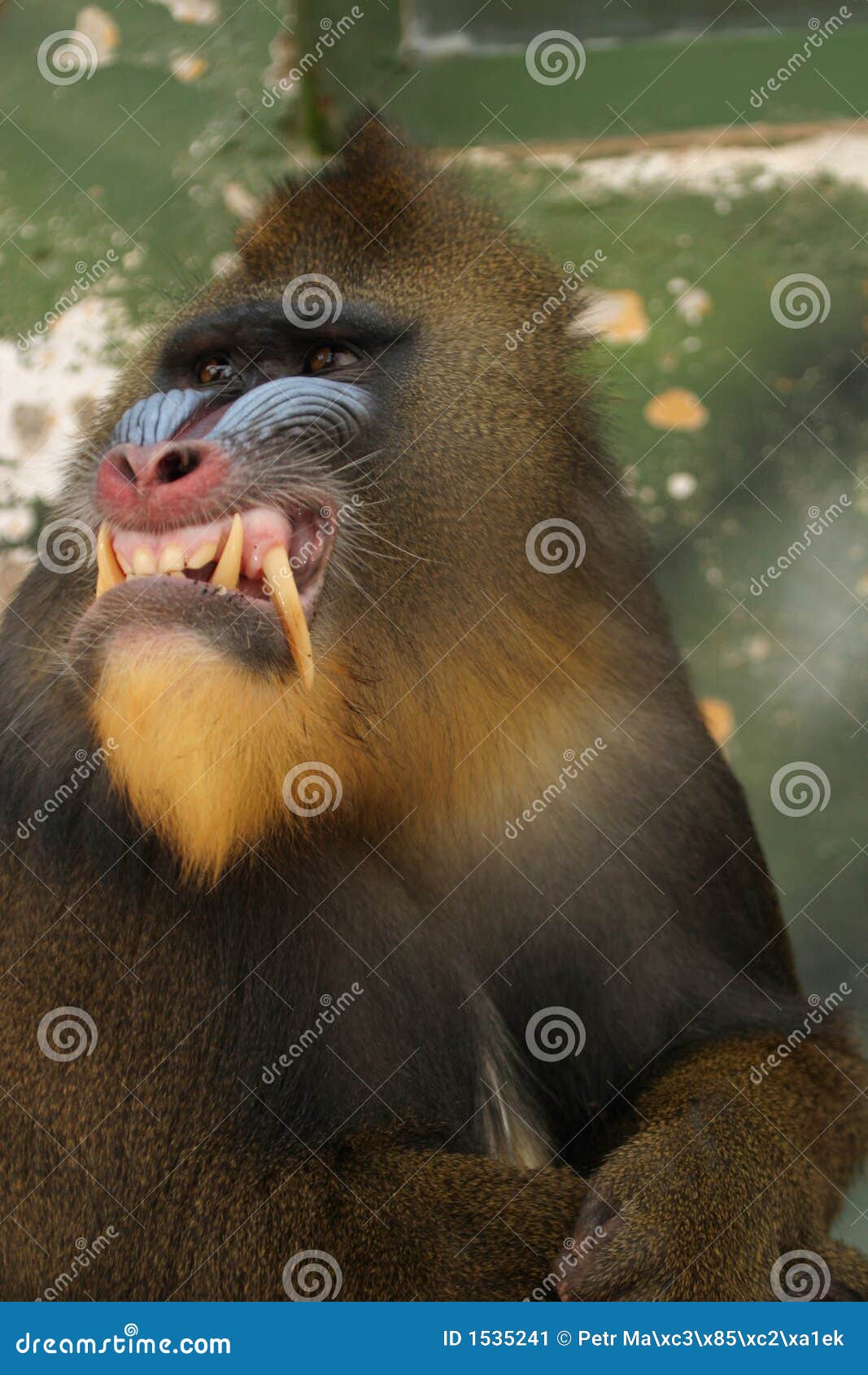 American Pit Bull Terrier V Mandrill Carnivora American Pit Bull Terrier V Mandrill Carnivora