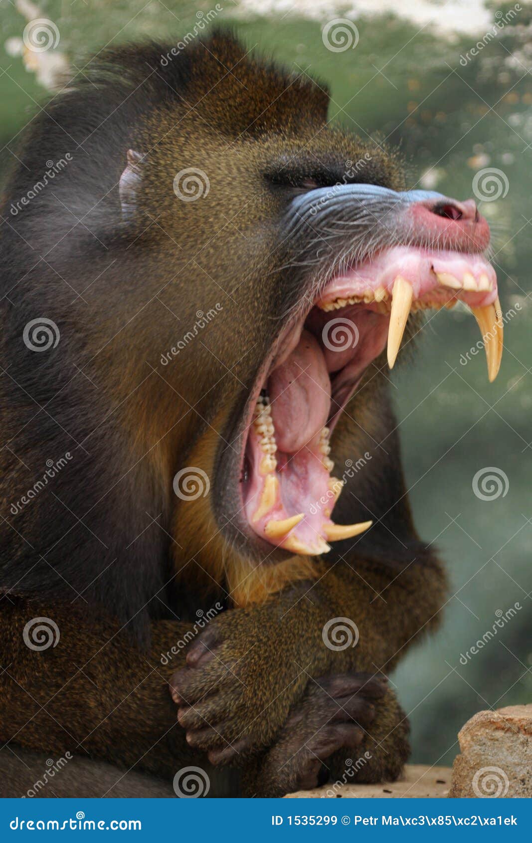 Monkey Mandrill stock image. Image of yellow, monkey, bare - 1535299