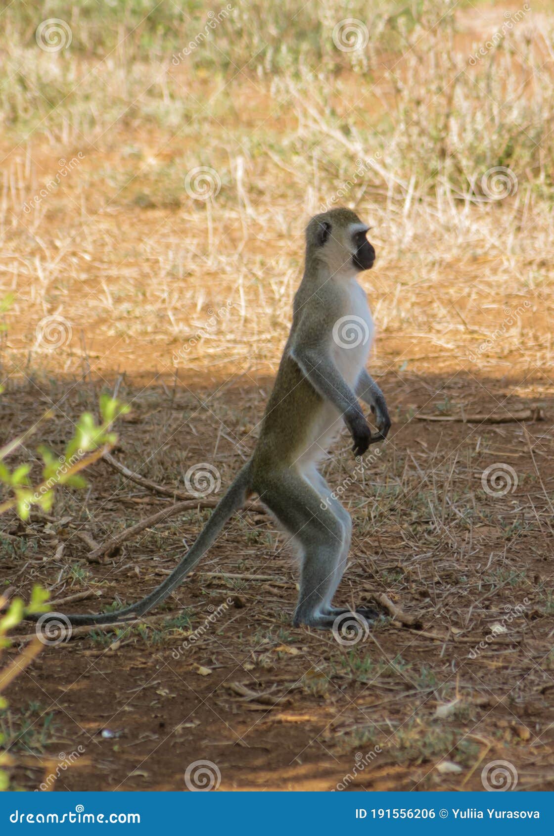 monkey marmoset in africa