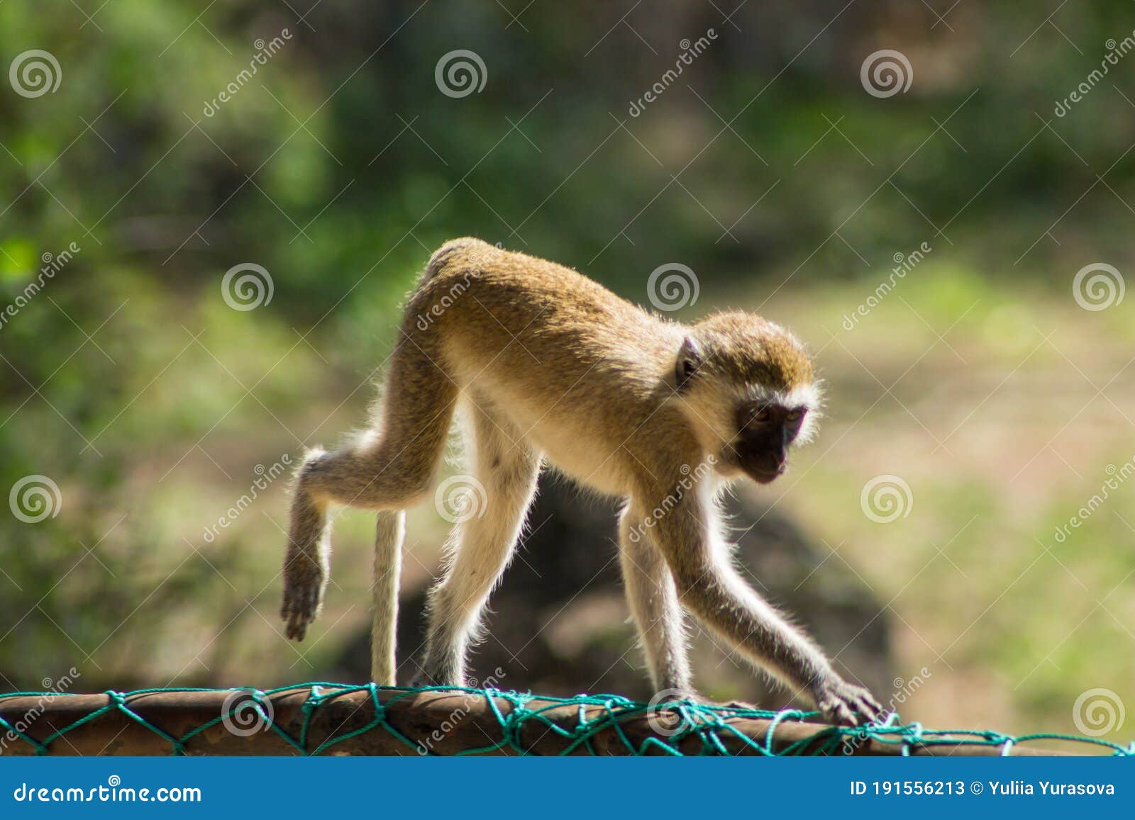 monkey marmoset in africa