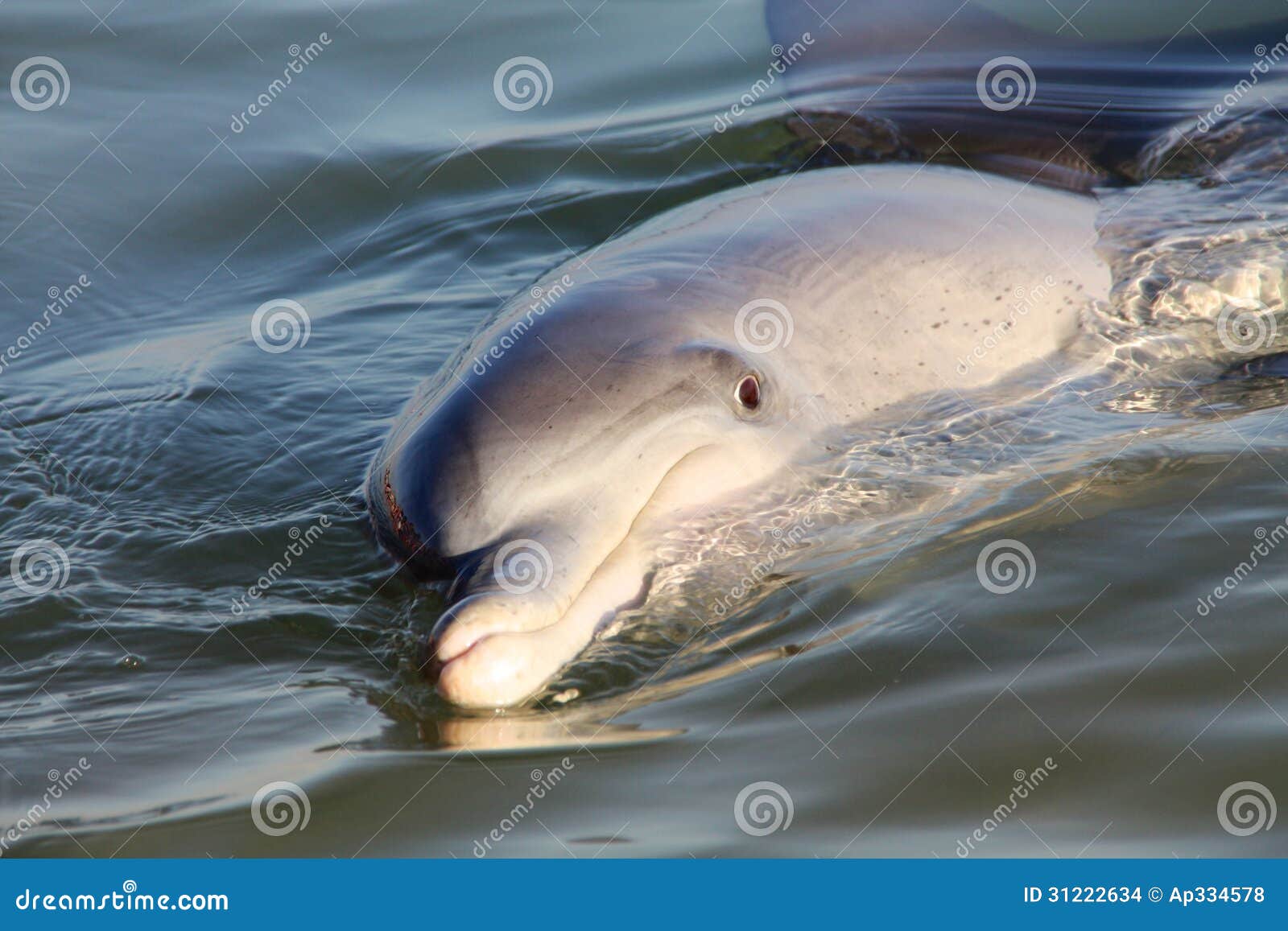 Monkey Mia Dolphin stock photo. Image of mamal, western 31222634