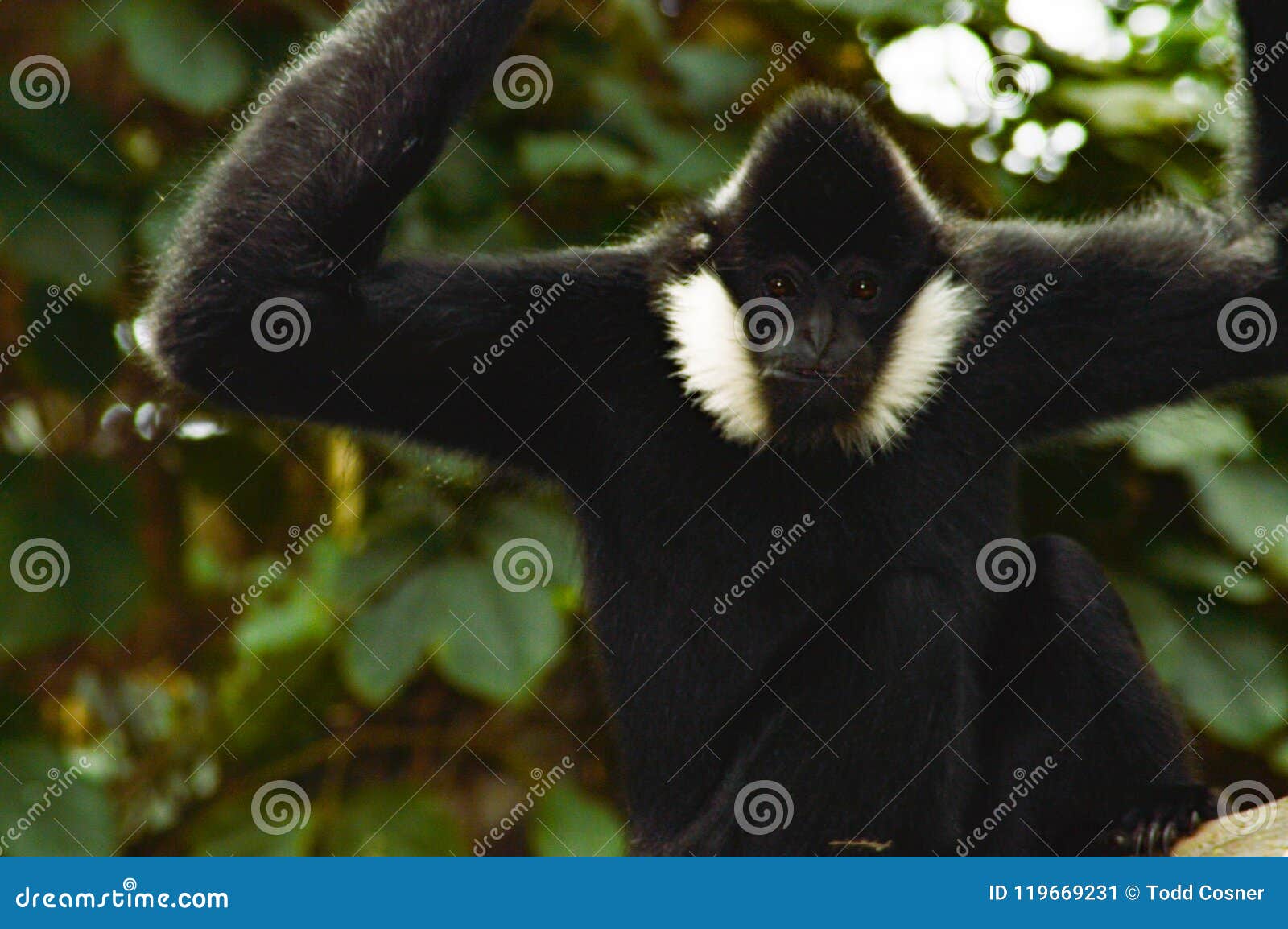 Monkey editorial photo. Image of minnesota, apes, monkey 119669231