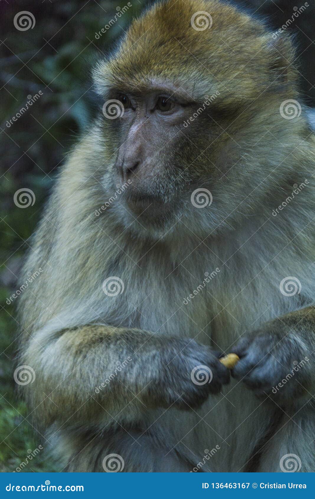 monkey in morocco