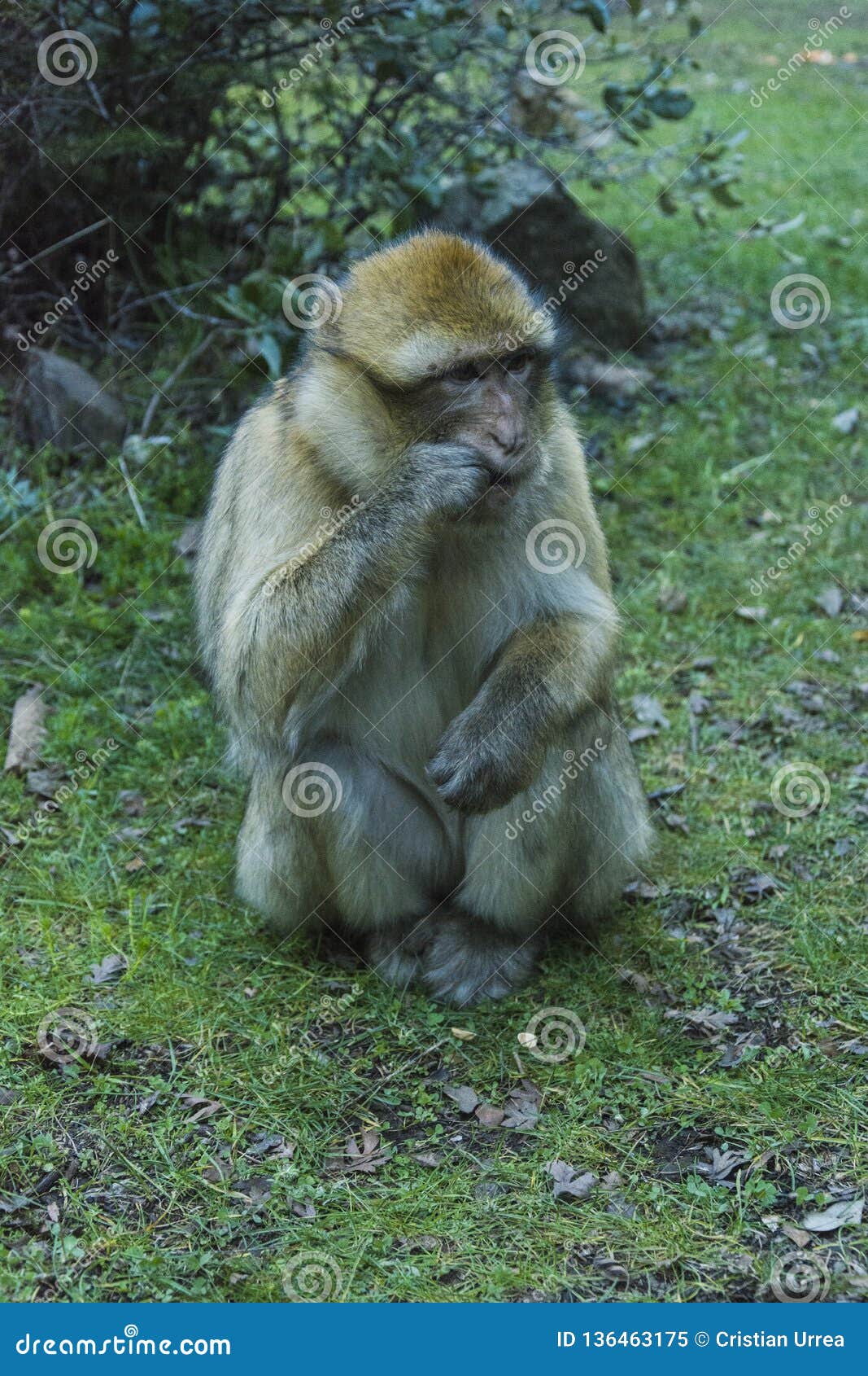 monkey in morocco
