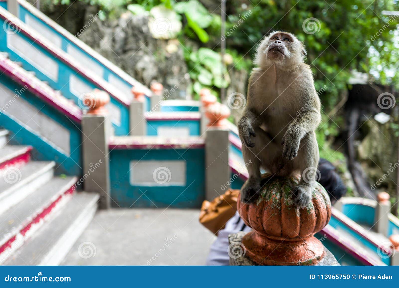 a monkey near the batu caves in kuala lumpur