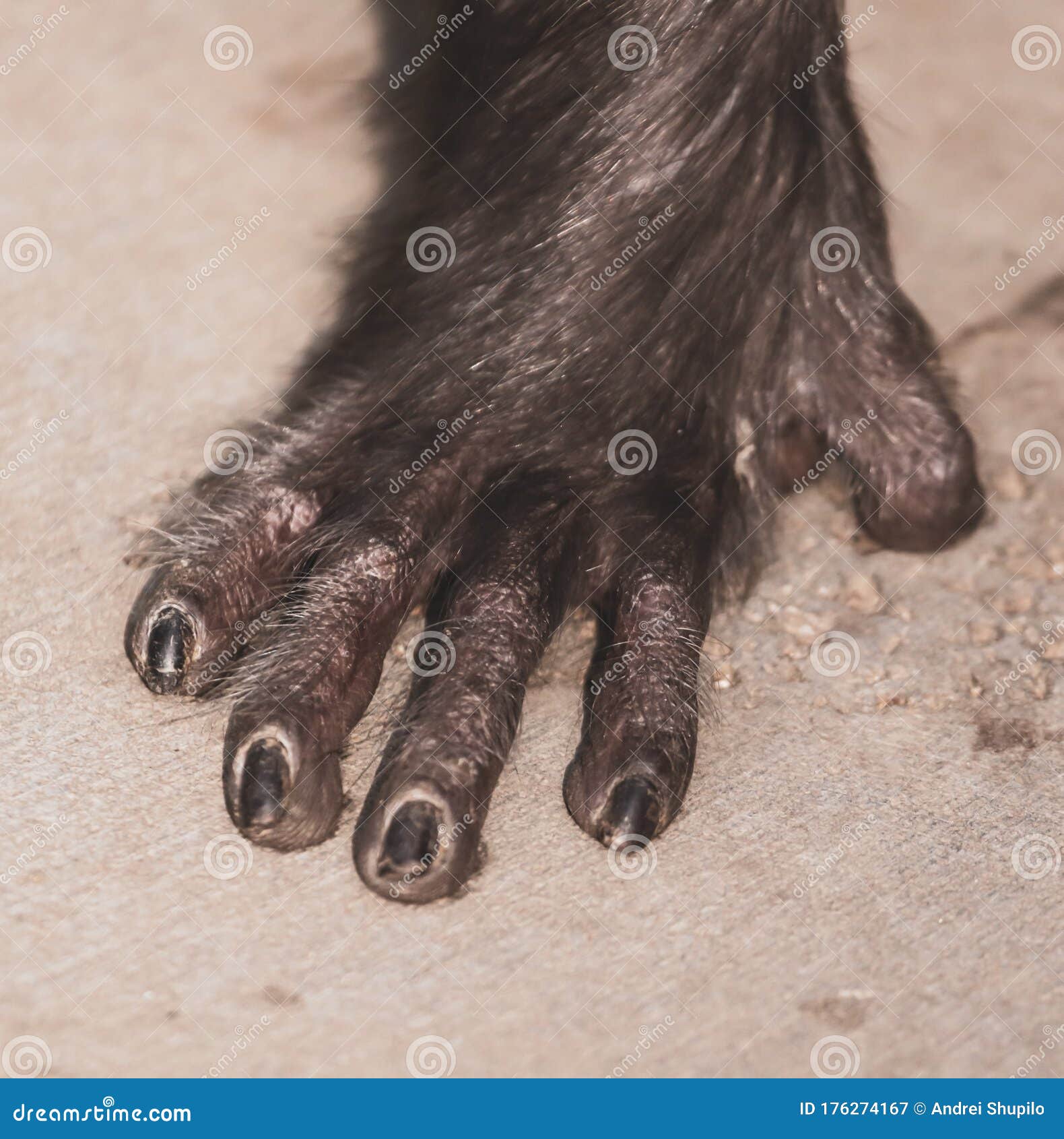 Monkey Paw Isolated on Nature Stock Image Image of cute, black 176274167