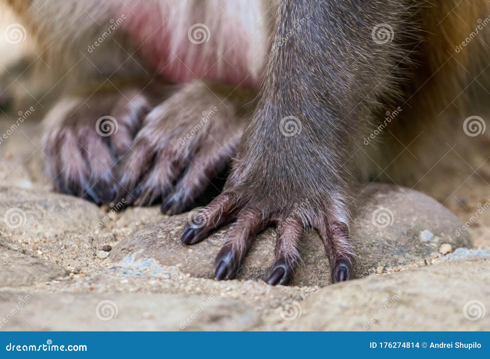 Monkey Paw Isolated on Nature Stock Photo Image of baby, grass 176274814