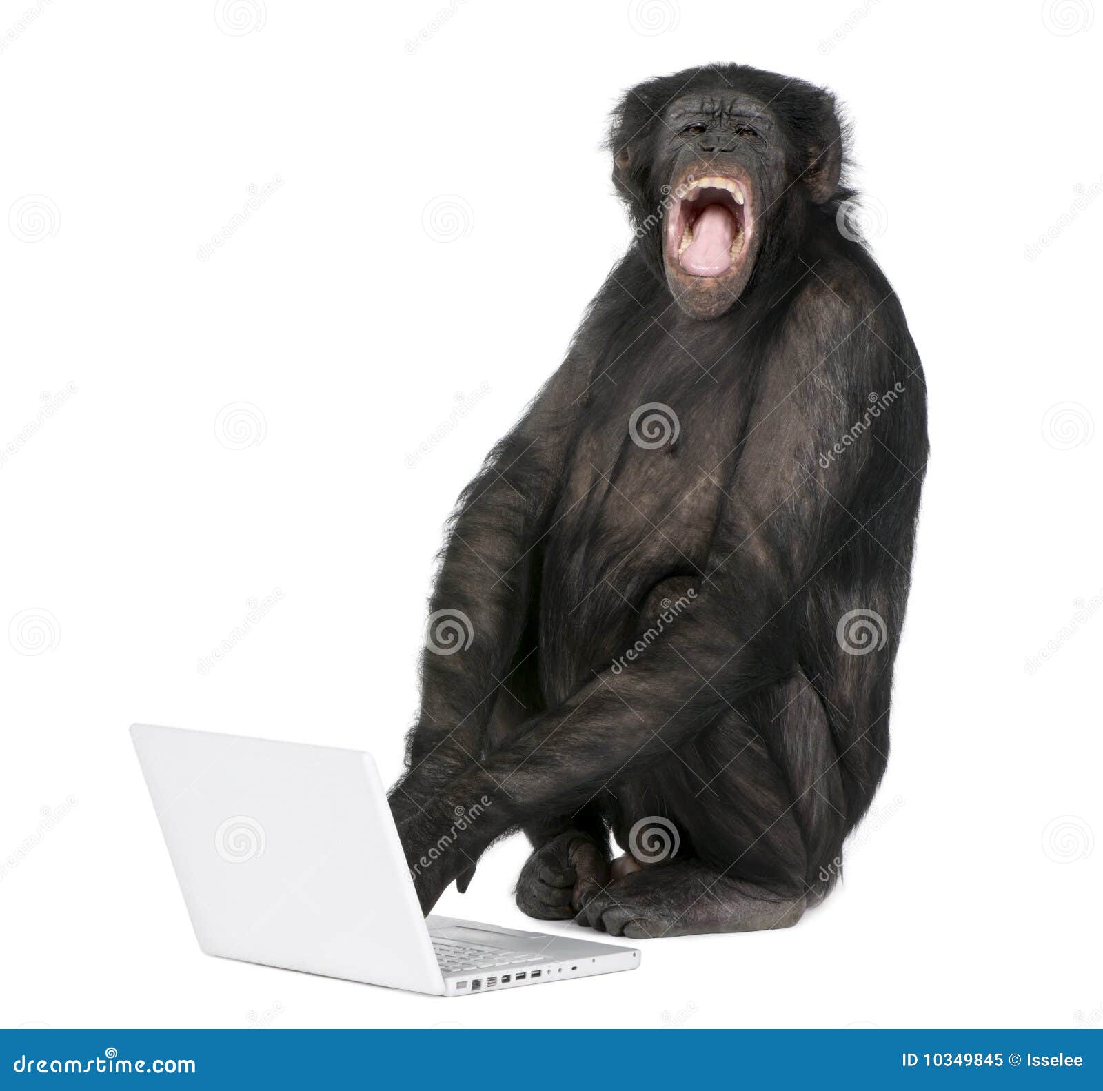 Monkey Playing with a Laptop Stock Image - Image of learning, discovery