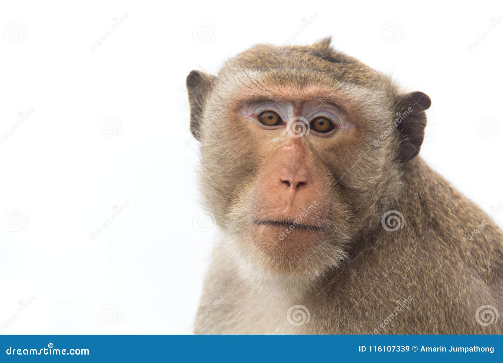 Monkey of Portrait Isolated White Background Stock Image - Image of  portrait, color: 116107339