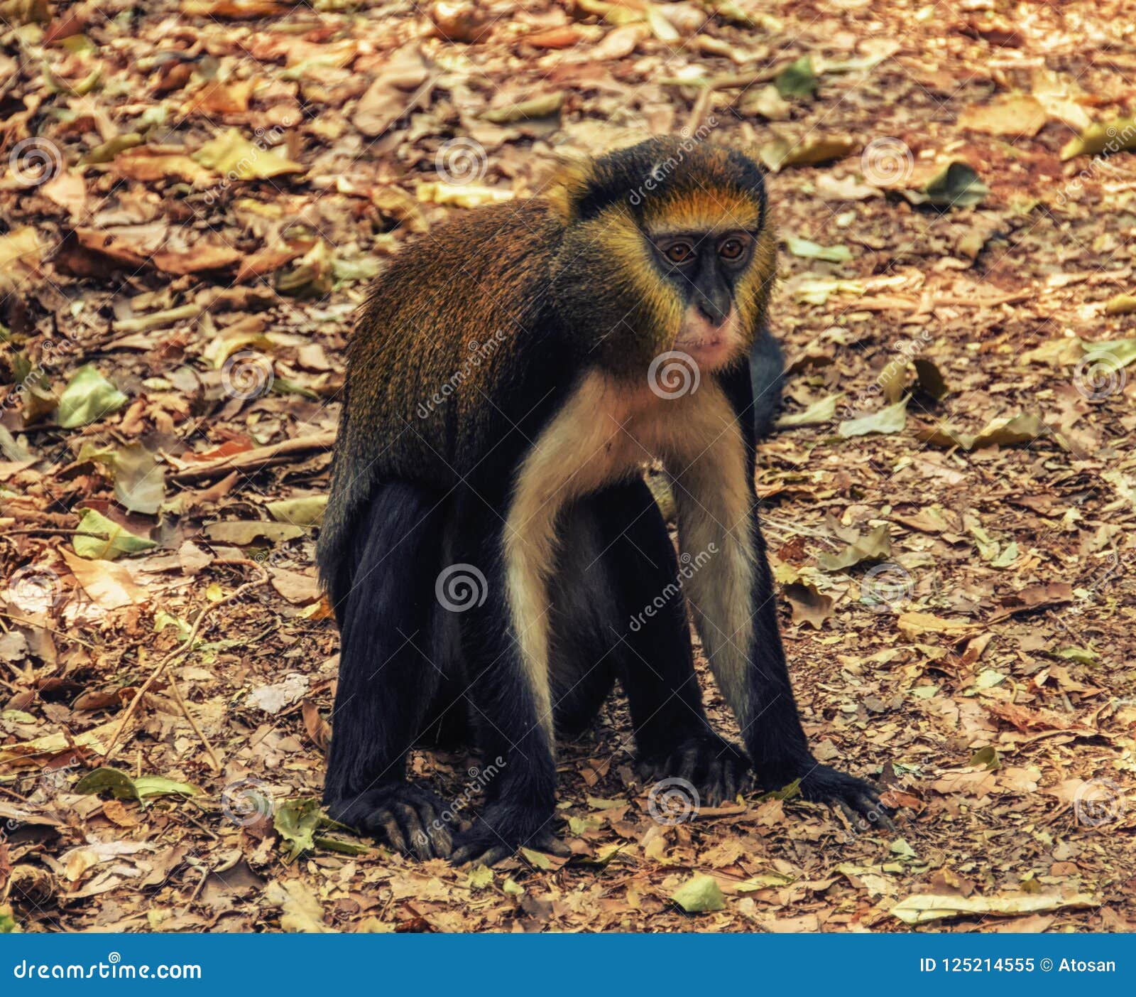 monkey portrait & x28;cercopithecus mona& x29; in ghana