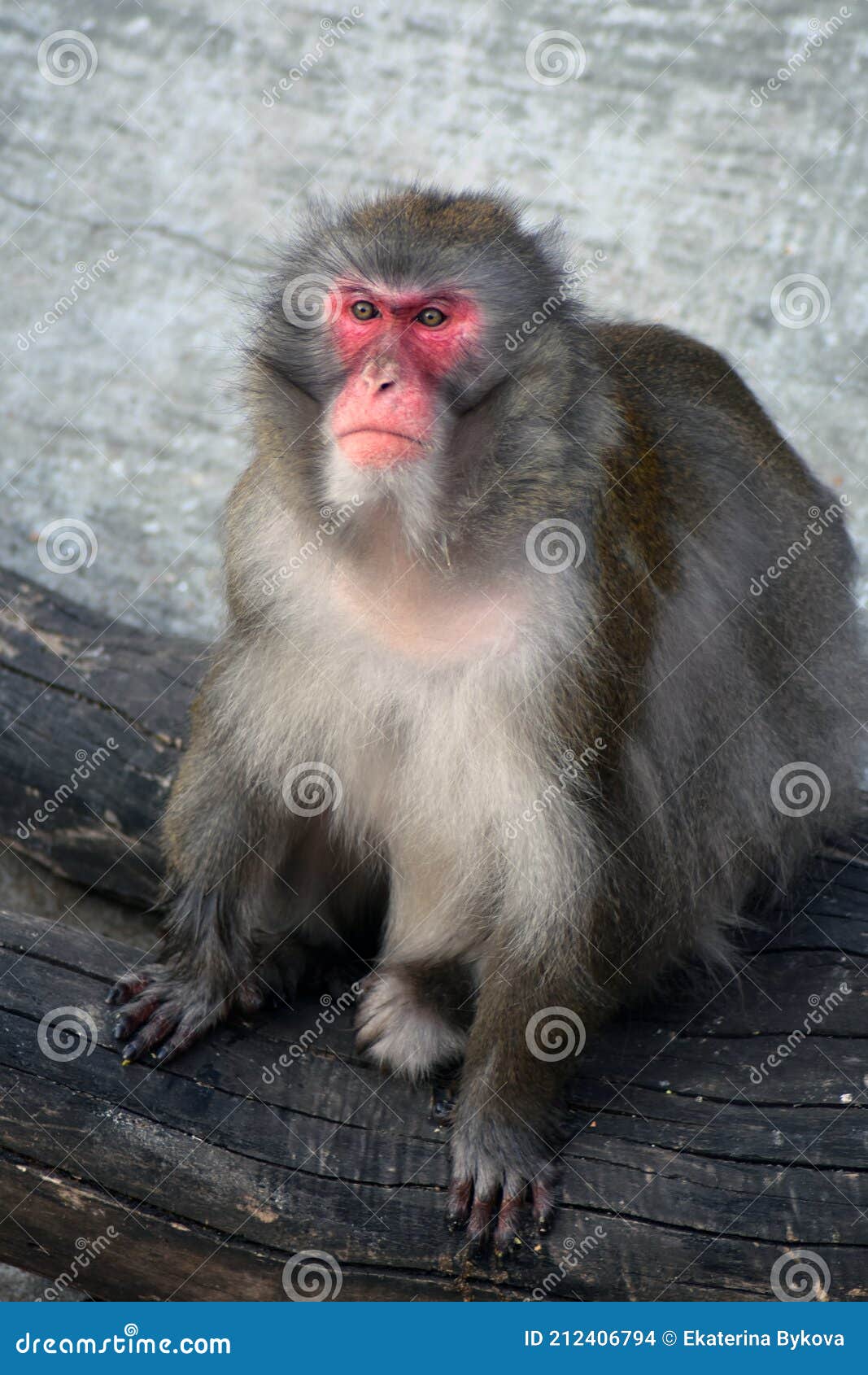 monkey portrat taken at moscow zoo.