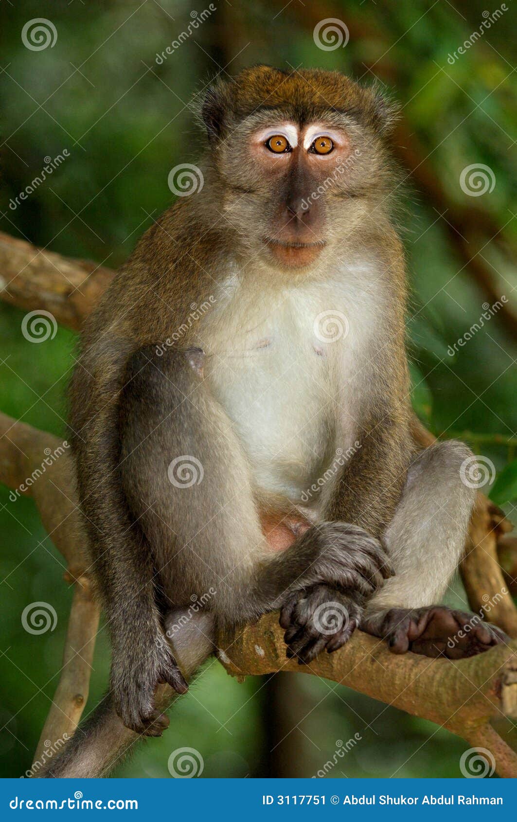 Monkey Pose Stock Image - Image: 3117751