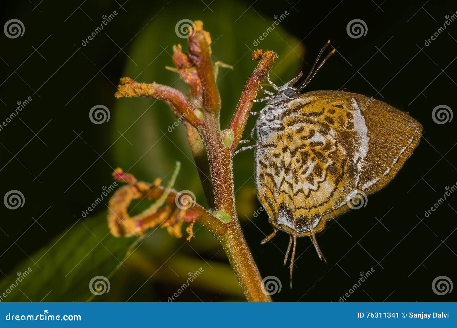 monkey puzzle butterfly