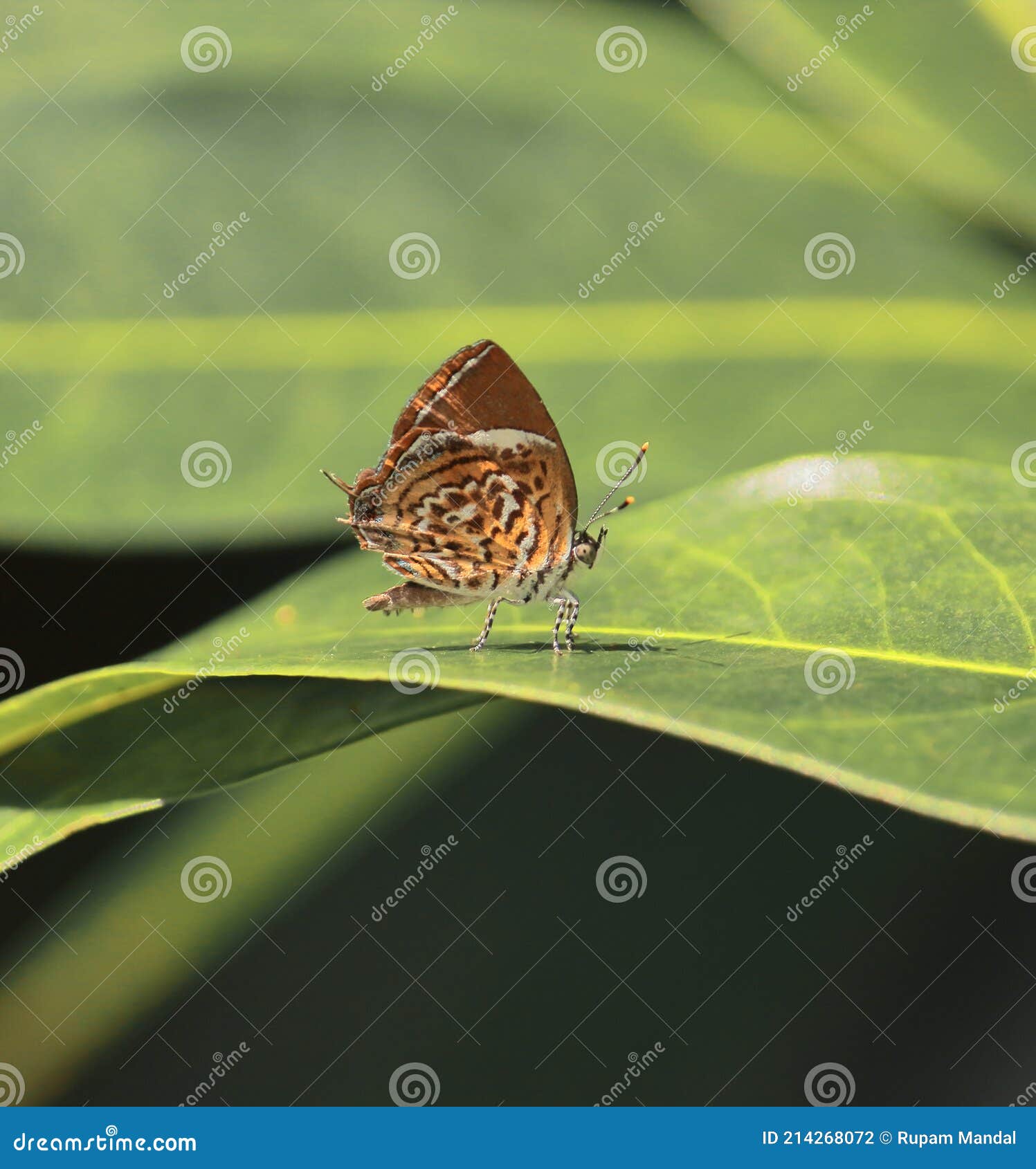 monkey puzzle butterfly is sitting on a green leaf in summertime