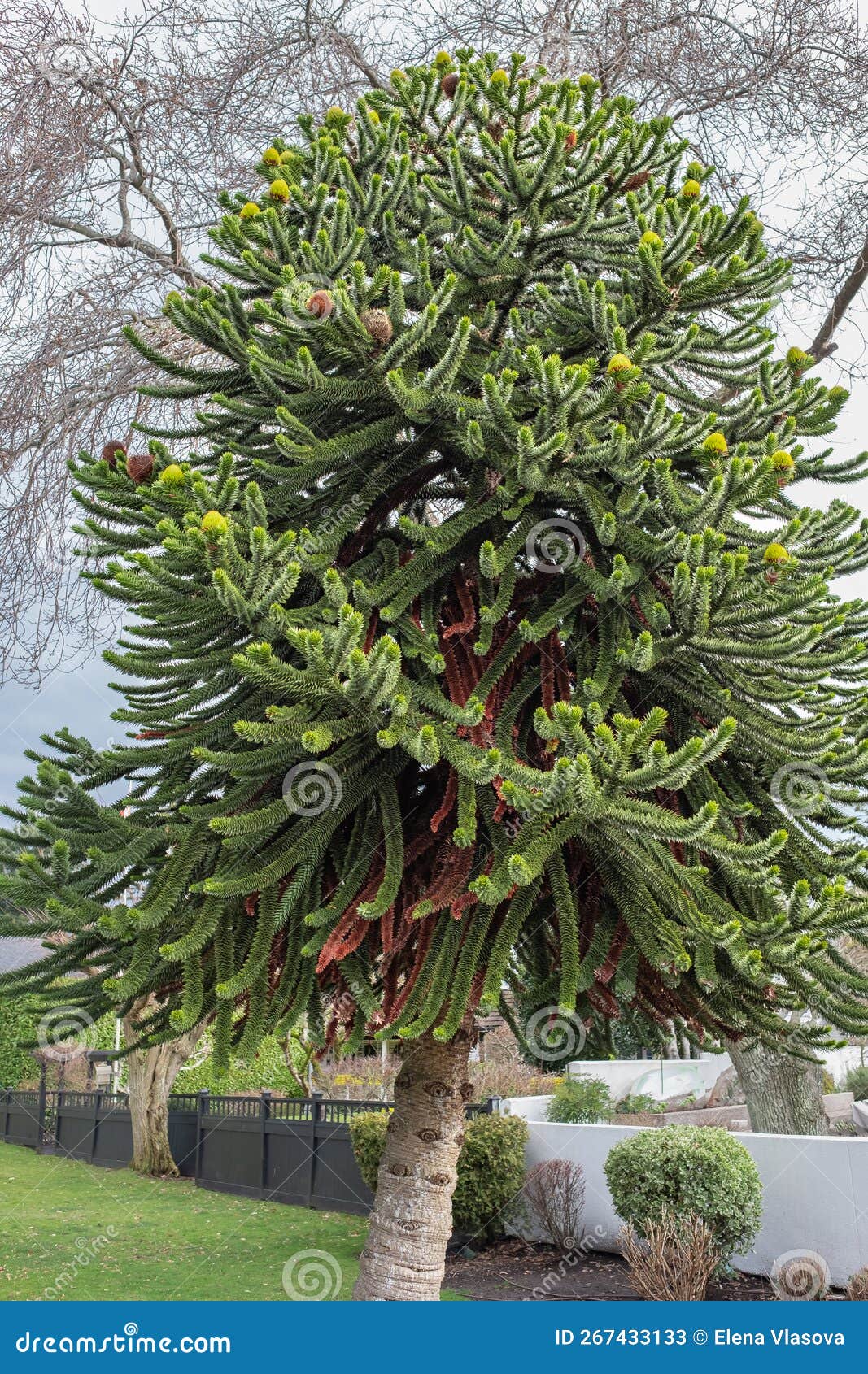 monkey puzzle tree. conifer monkey puzzle tree, monkey tail tree, chilean pine, pehuen araucaria araucana