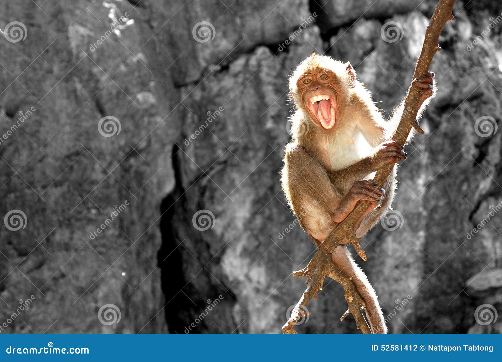Monkey Raging and Fierce on Tree Stock Photo - Image of fatigue, rage:  52581412