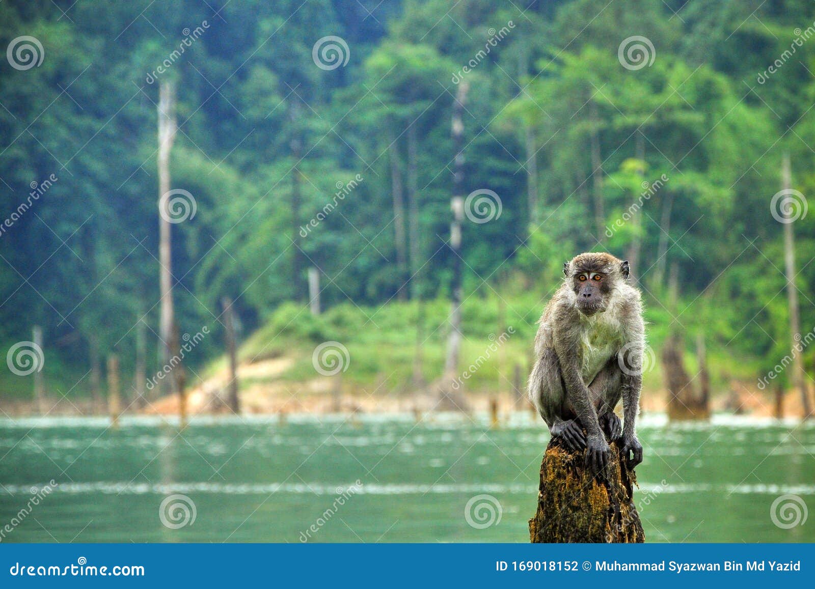 a monkey is resting after a bath in the lake.