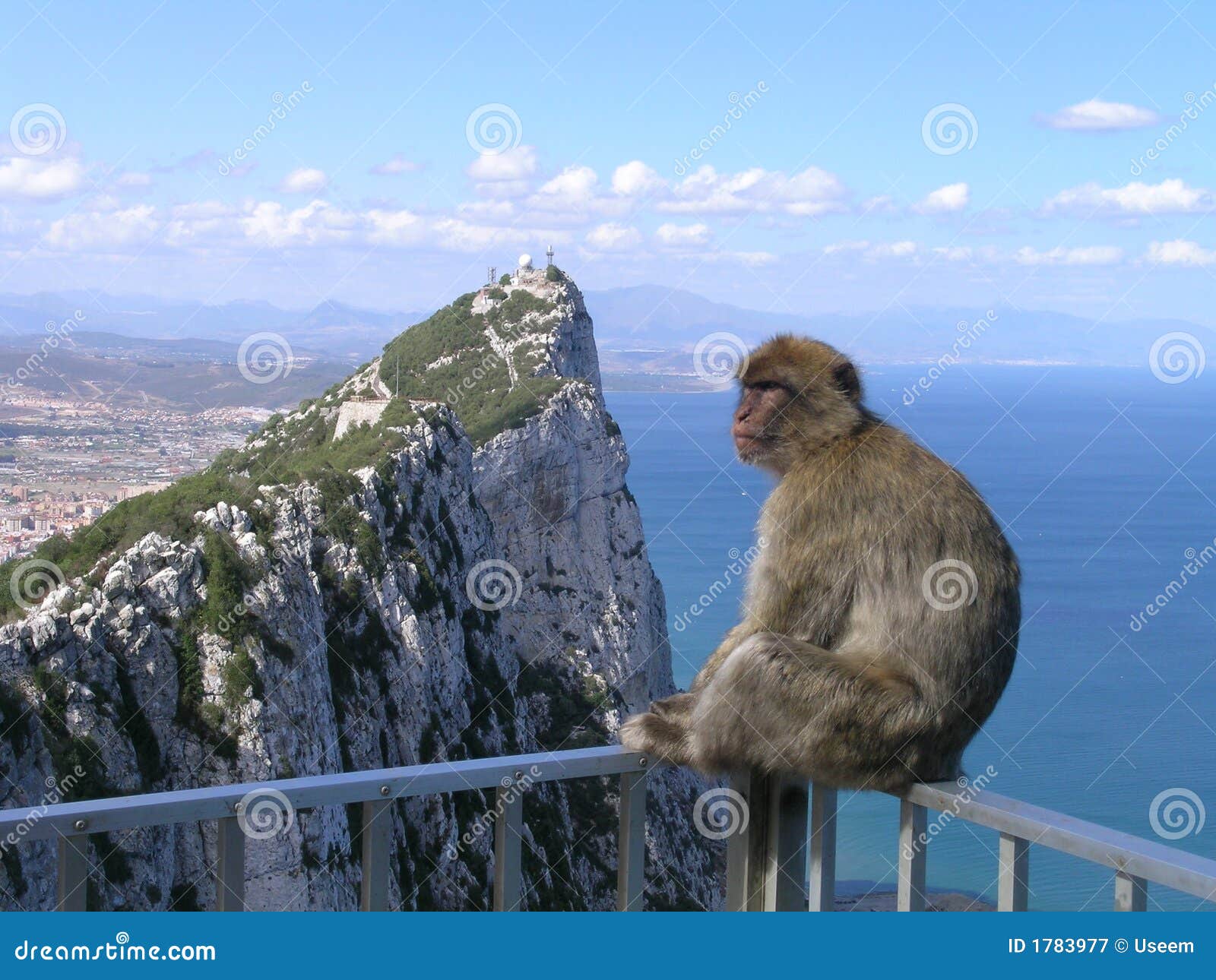 monkey at the rock of gibraltar