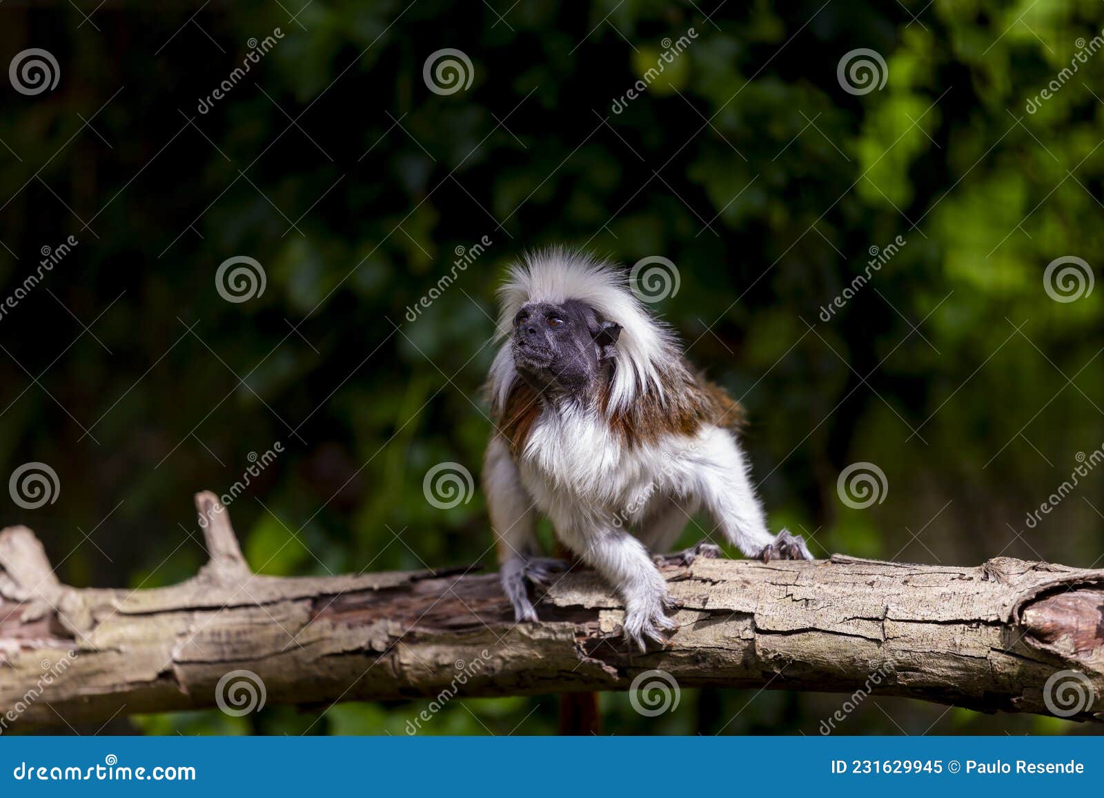 monkey saguinus oedipus in zoo