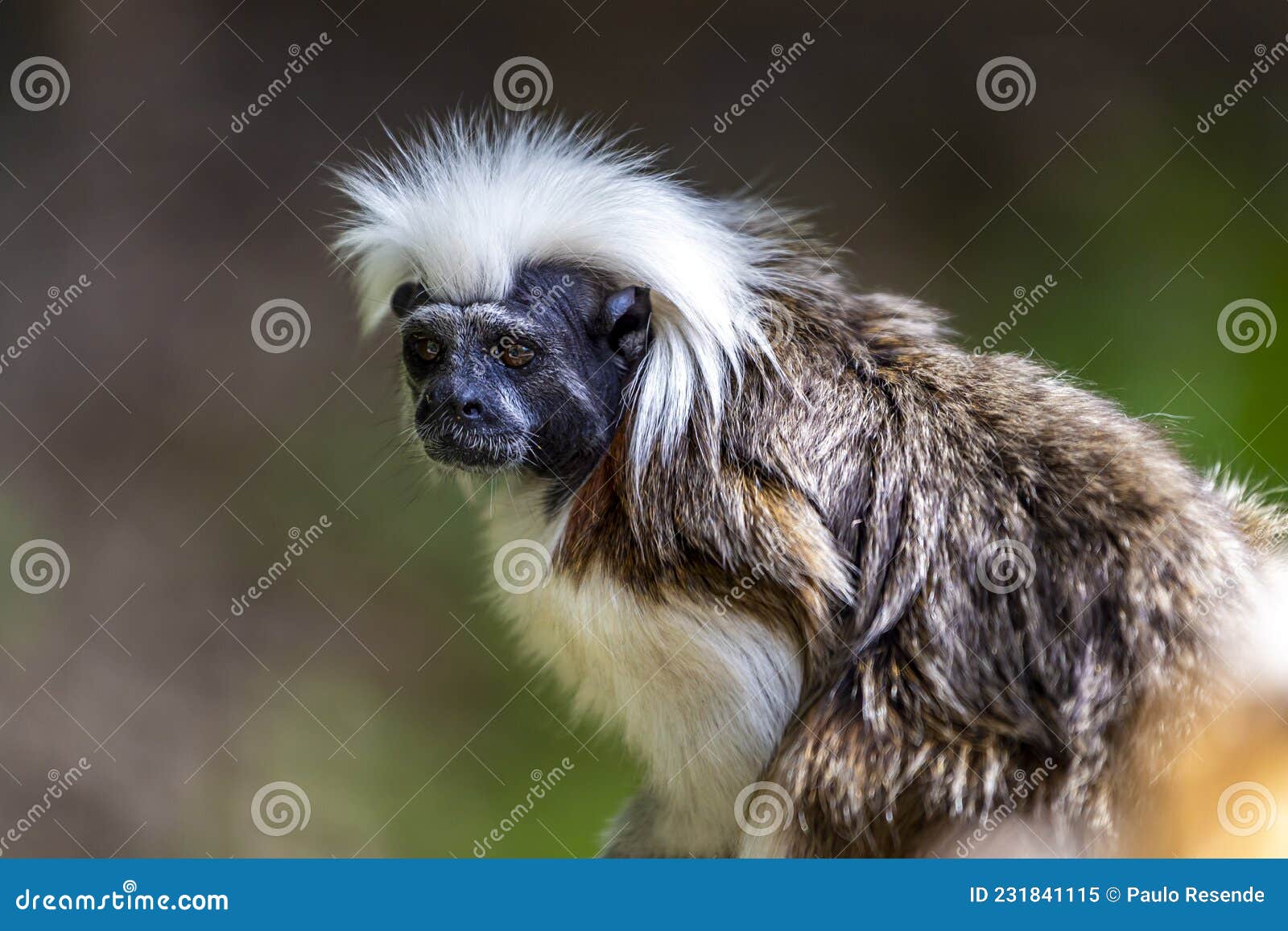 monkey saguinus oedipus in zoo