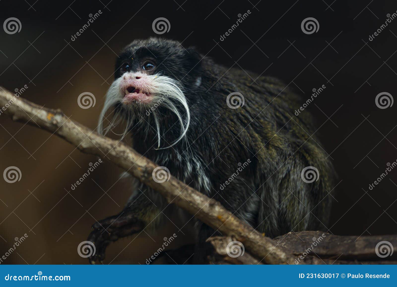 monkey saguinus oedipus in zoo
