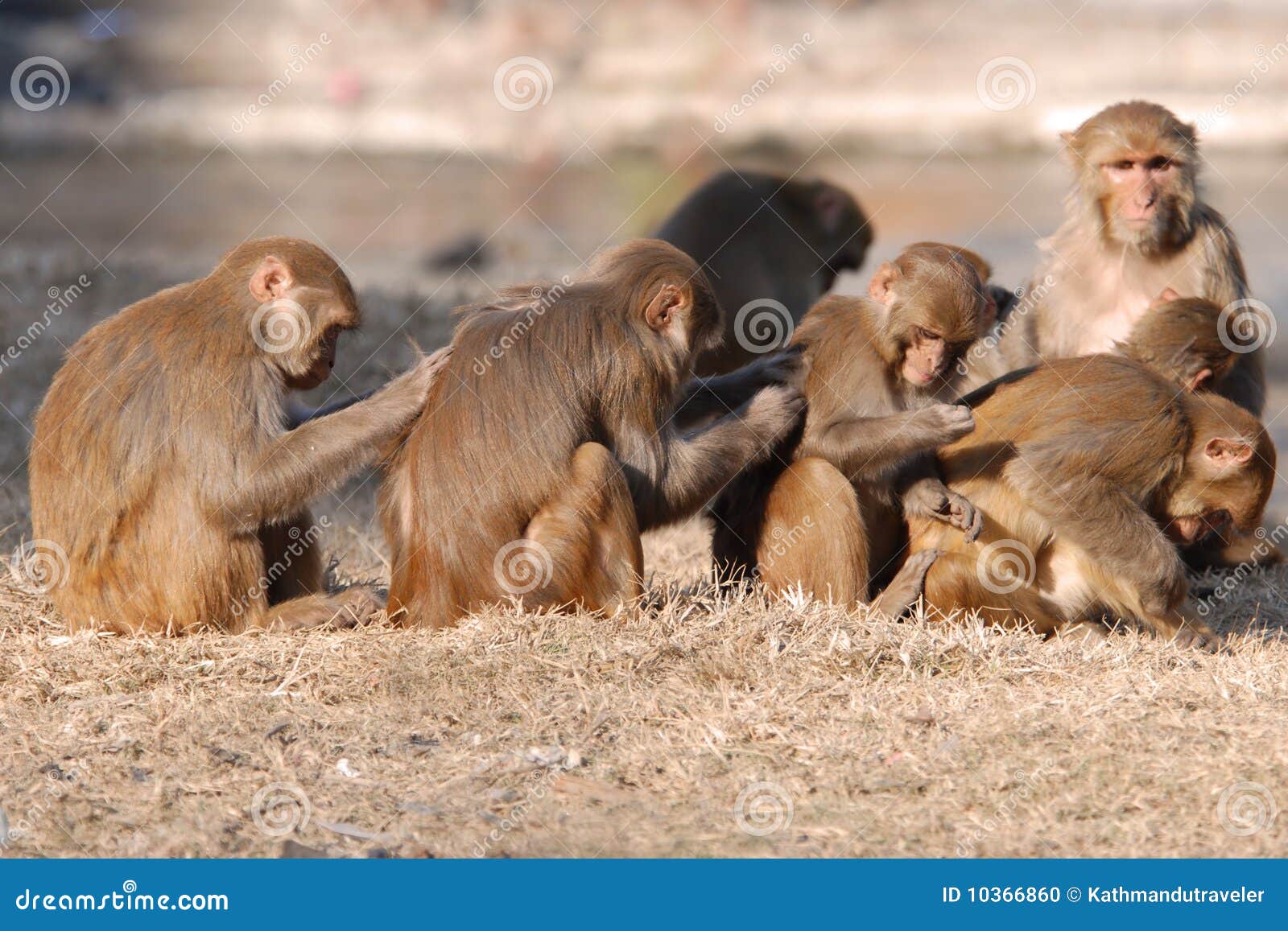Monkey Scratch stock photo. Image of kathmandu, scratching 10366860