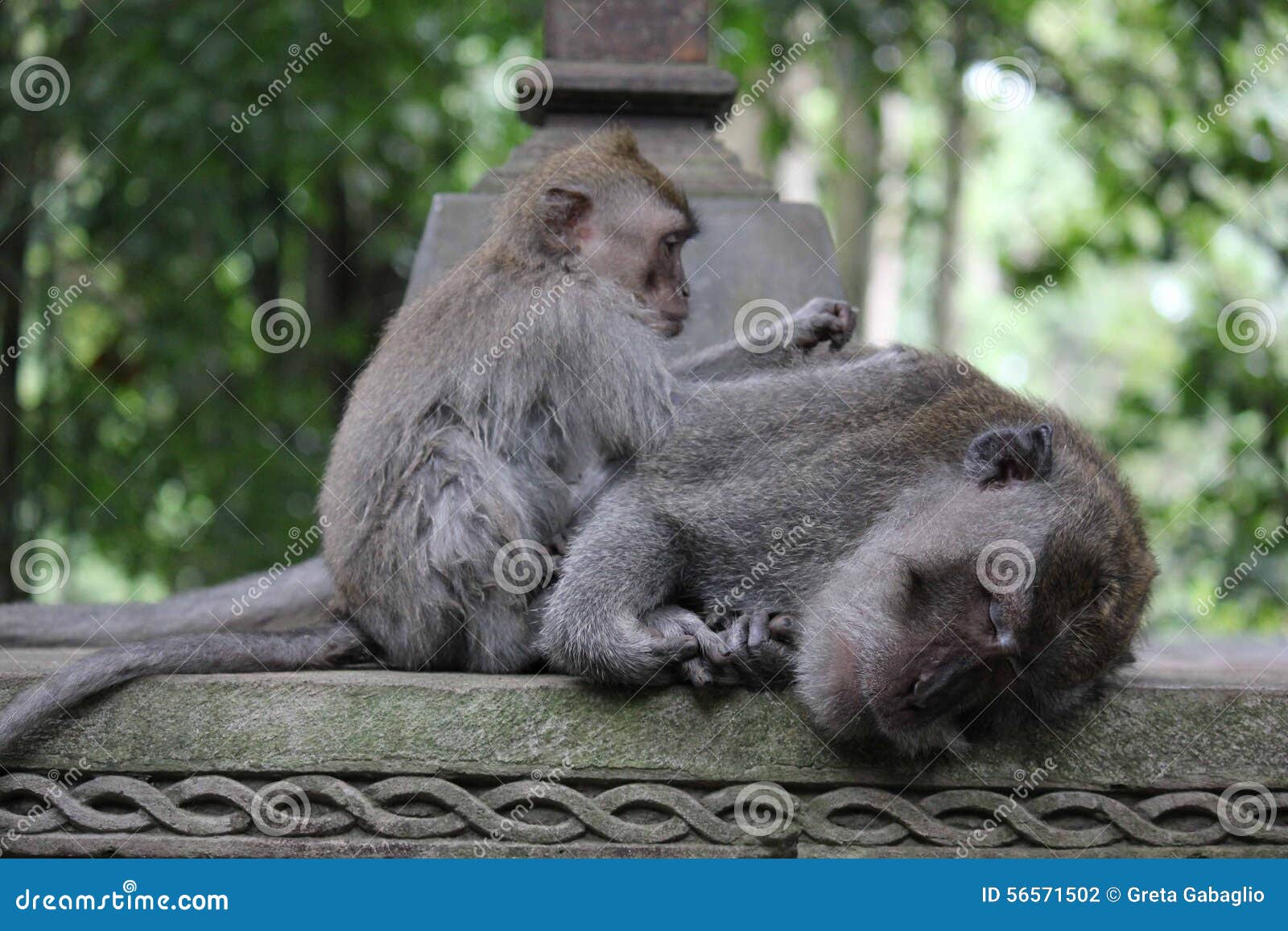 Monkey scratch another one stock photo. Image of family 56571502