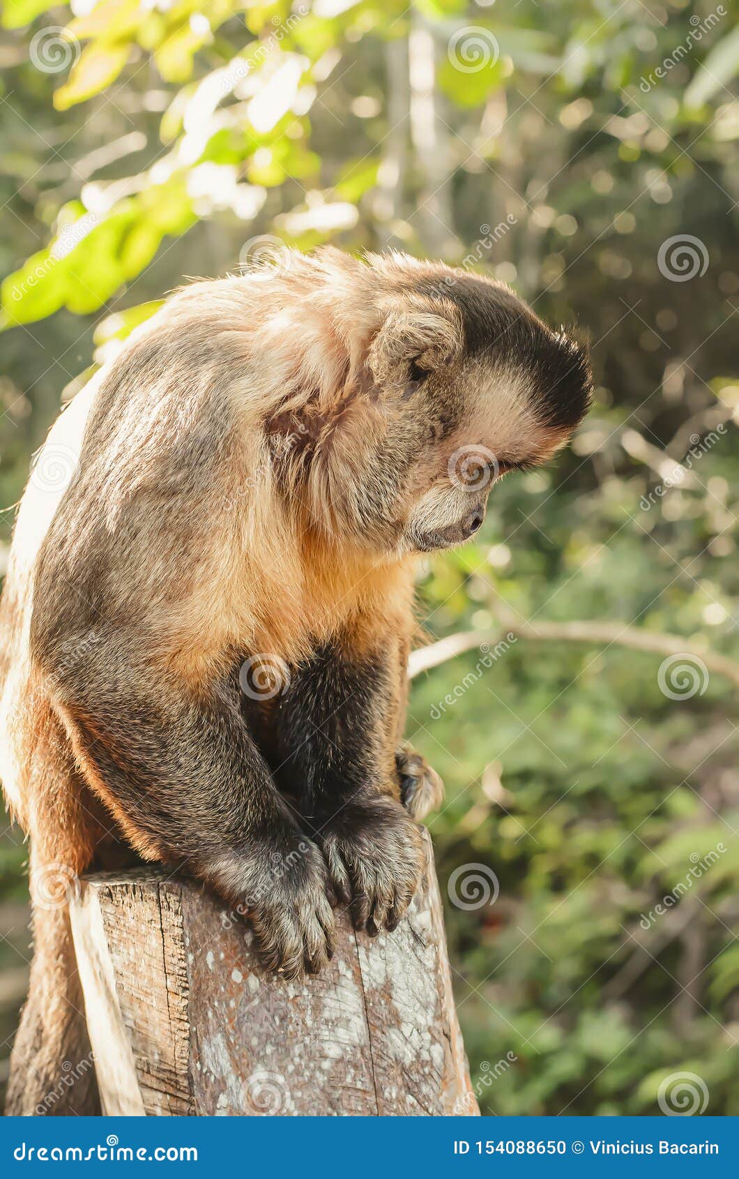 Macaco prego hi-res stock photography and images - Page 3 - Alamy