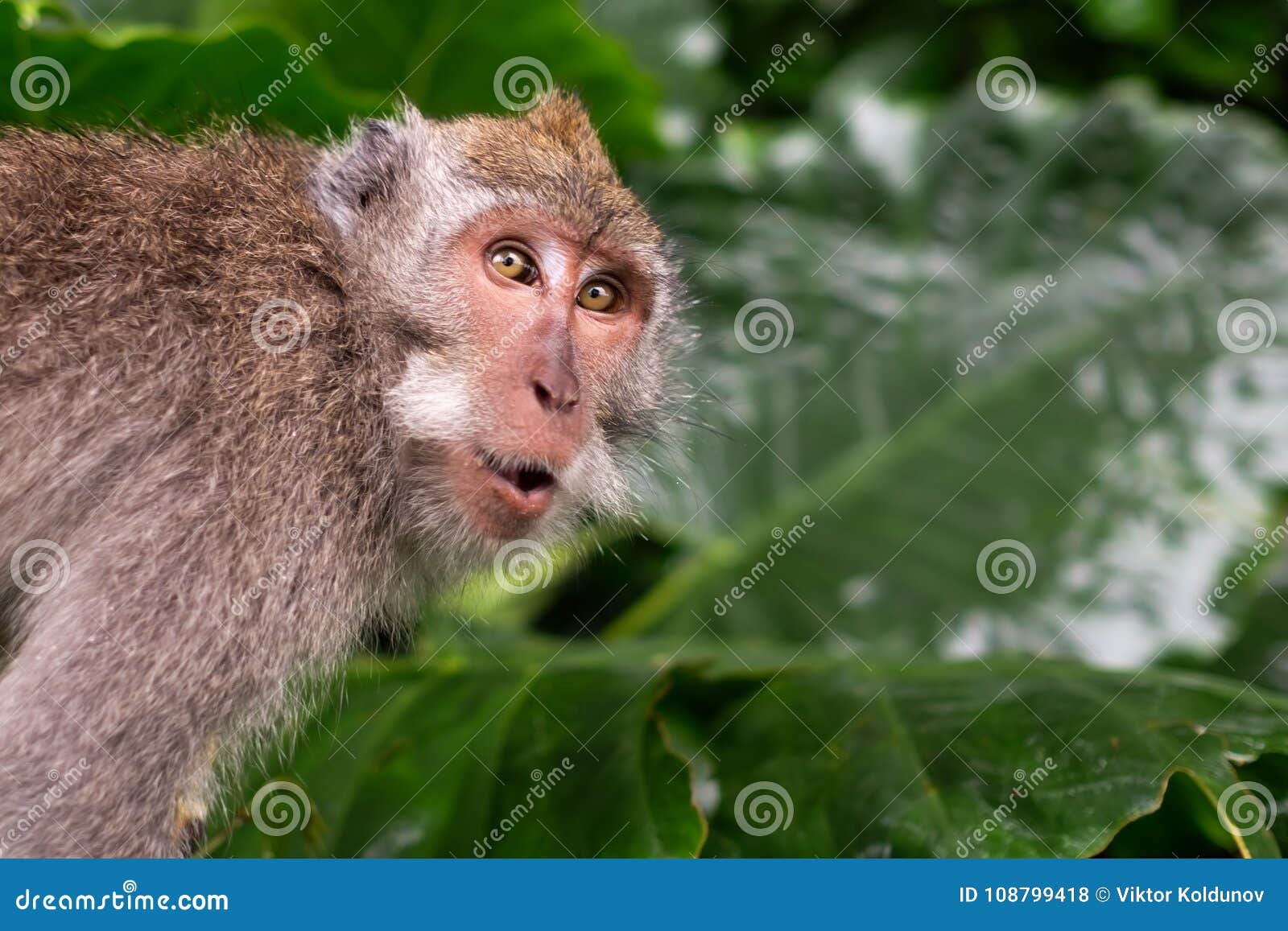 Stupid surprised monkey face by LJPhil on DeviantArt