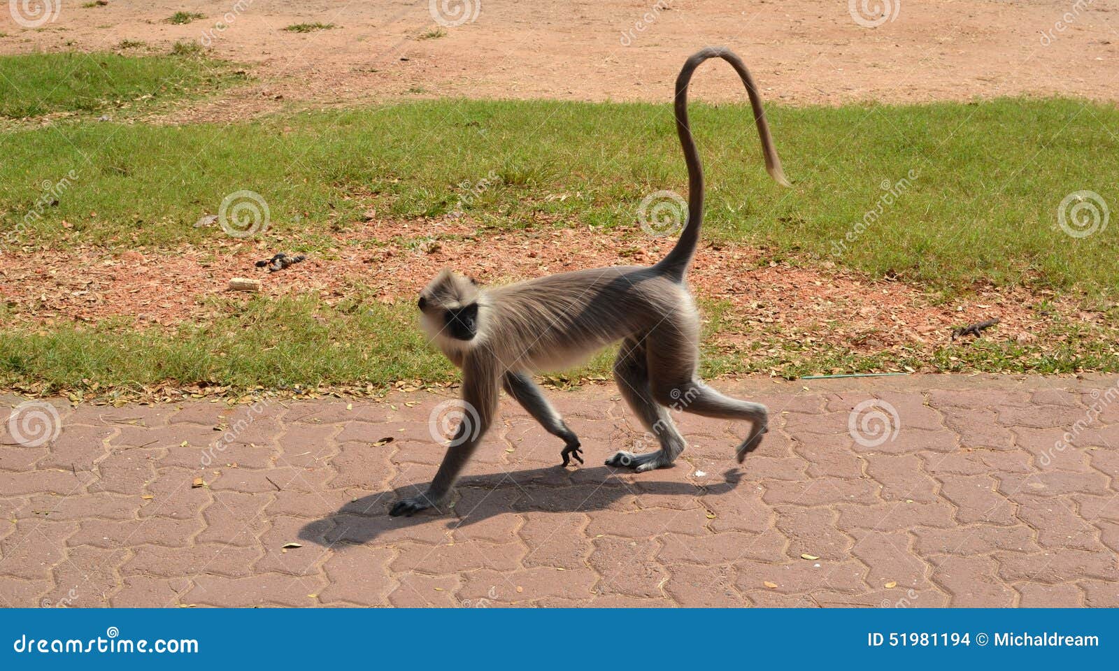 1,411 Monkey Fish Stock Photos - Free & Royalty-Free Stock Photos from  Dreamstime