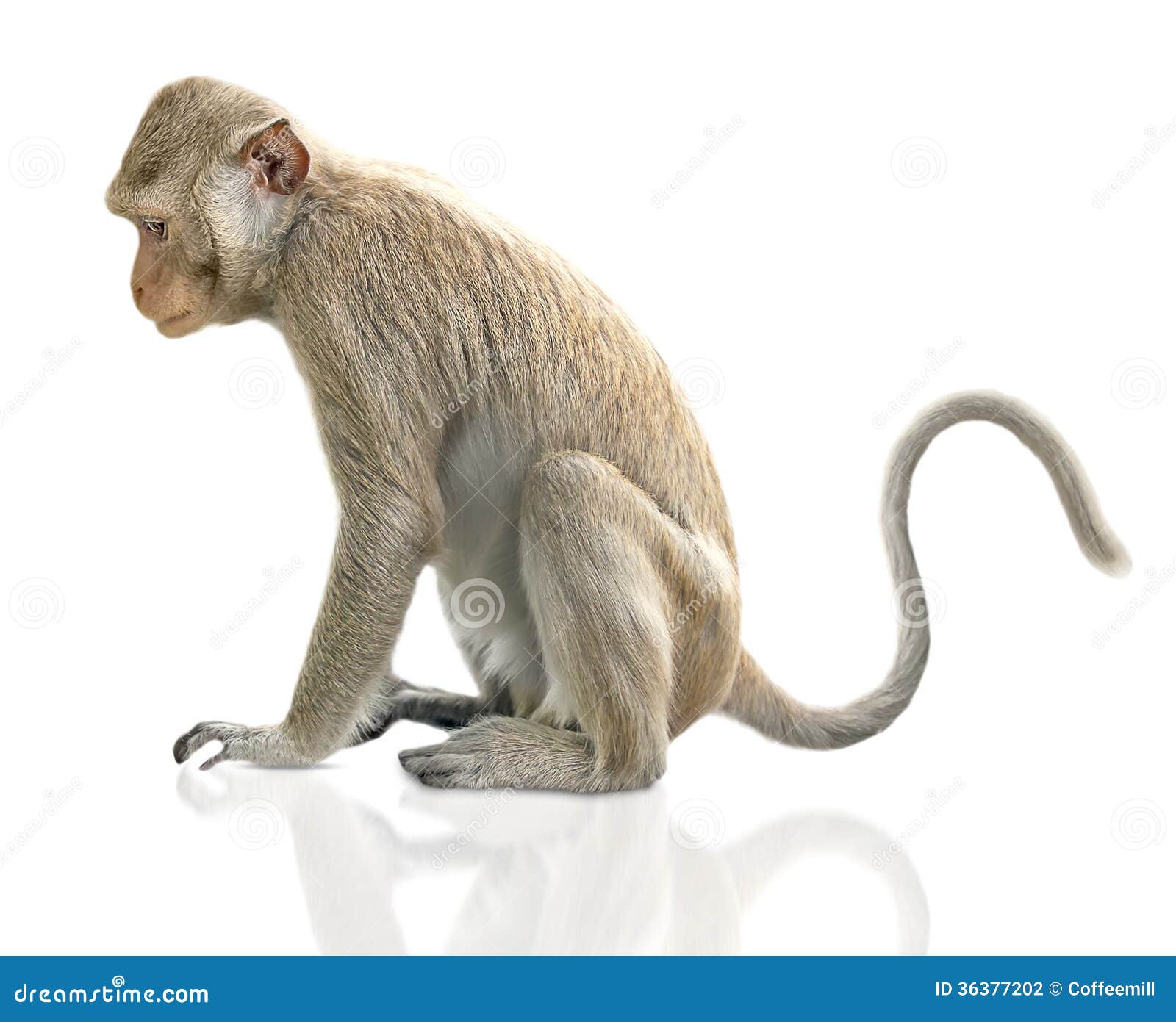 Monkey stock photo. Image of small, nature, wild, brown - 36377202