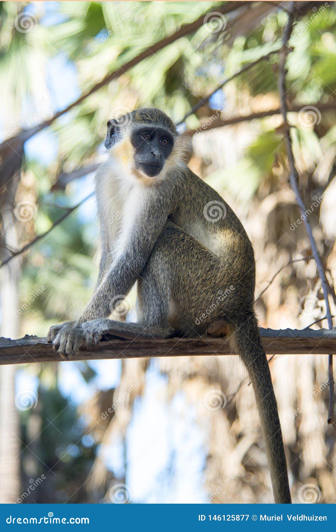 Beautiful Monkey Is Sitting On The Lookout In A Tree In A Village In The Gambia Stock Image Image Of Alone Chlorocebus