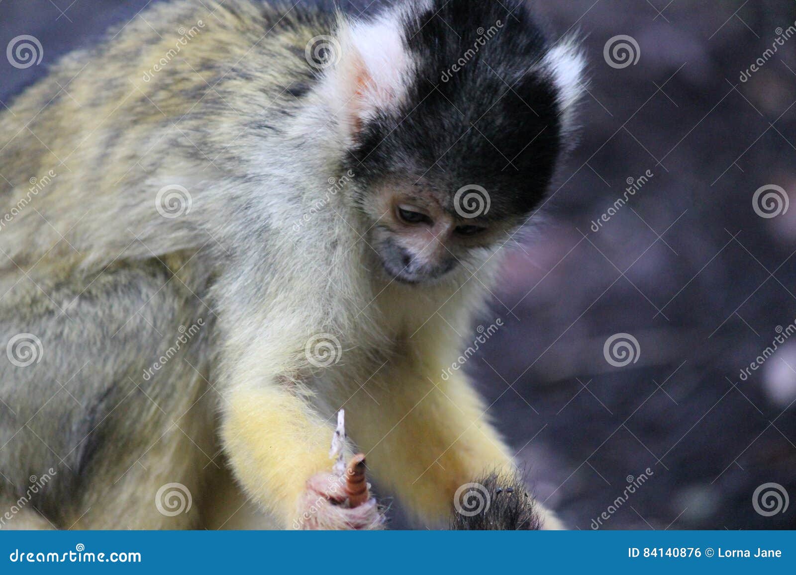 Monkey Squirrel Black Capped Eating Worm Stock Photo Image of monkies