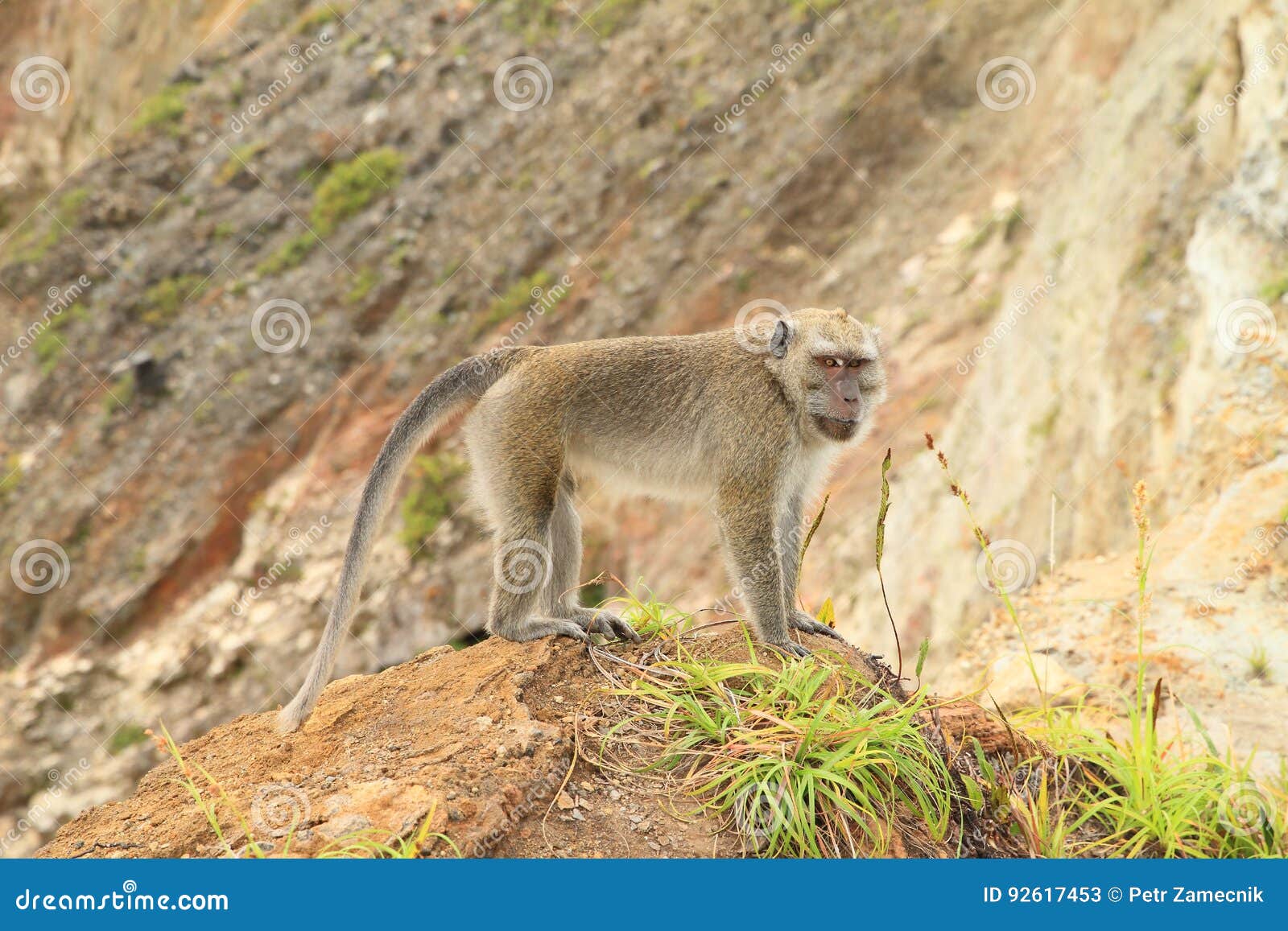 monkey standing on top of crater on kelimutu