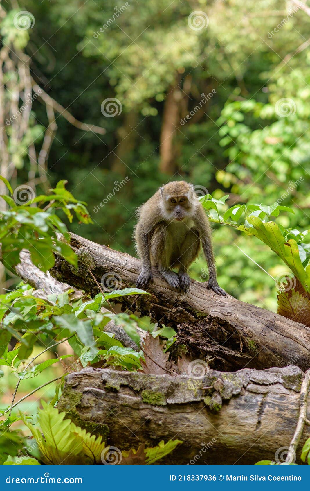 monkey in the taman wisata alam pangandaran in java, indonesia