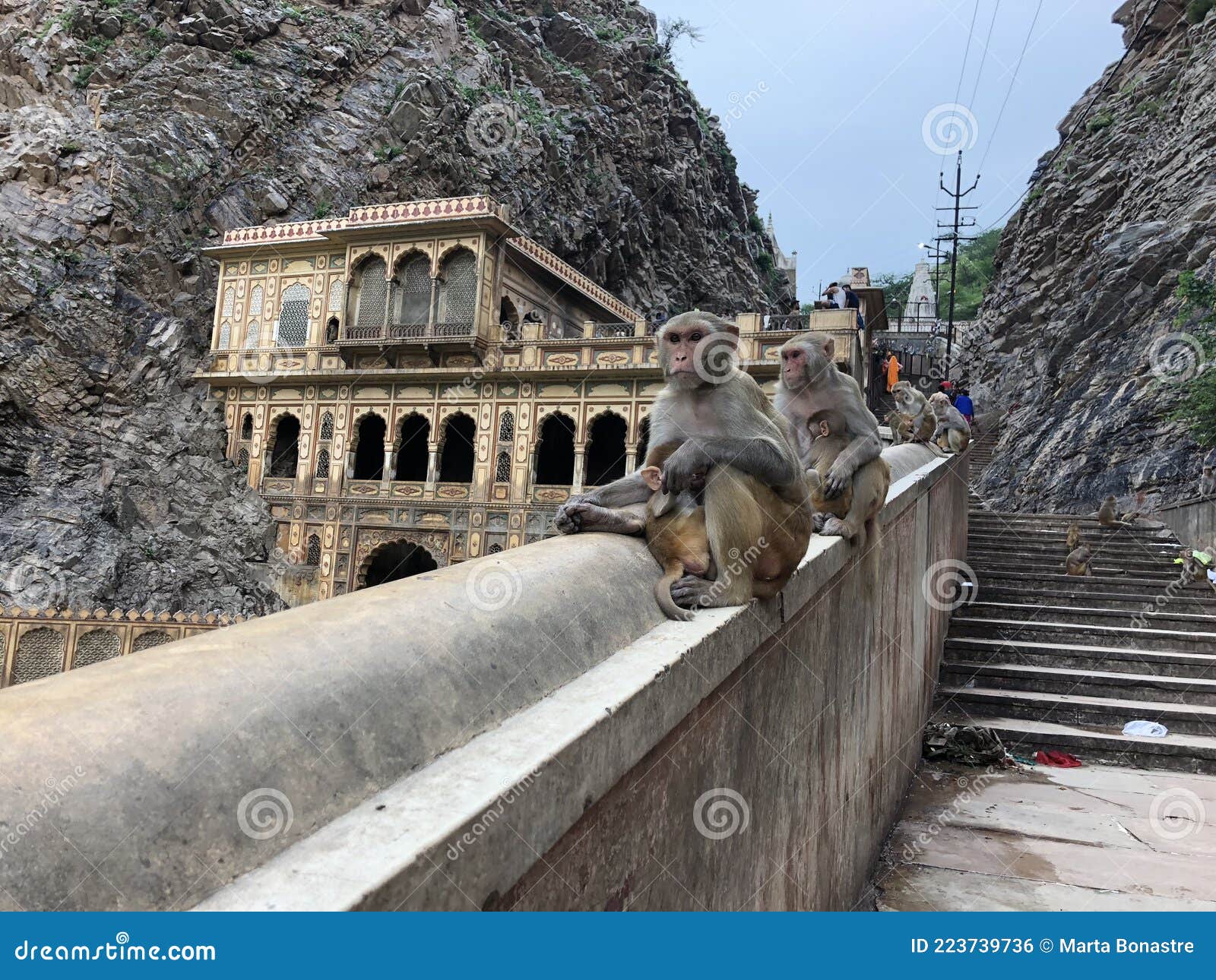 monkey temple in india