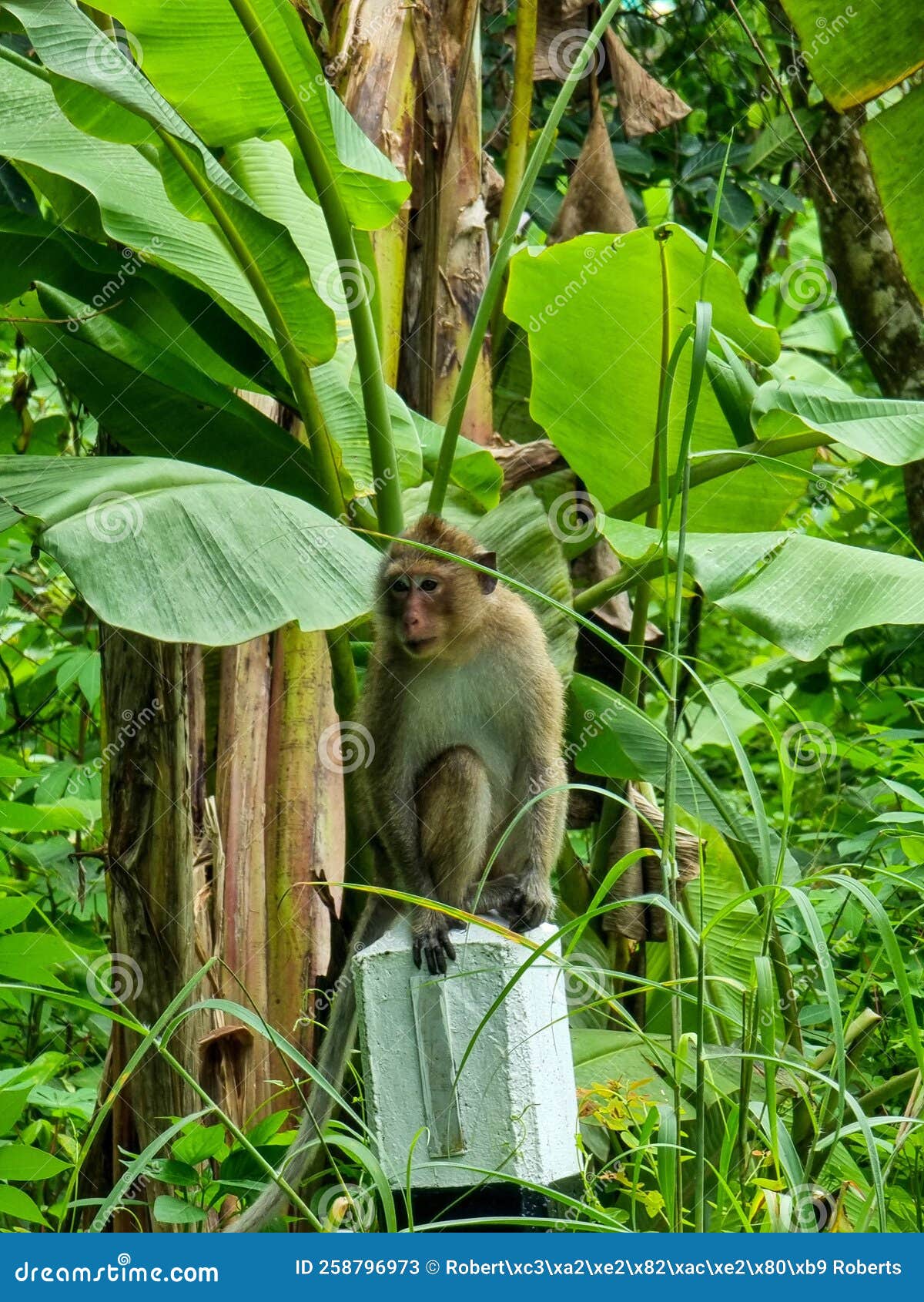 Monkey, Thailand, Asia stock image. Image of animal 258796973