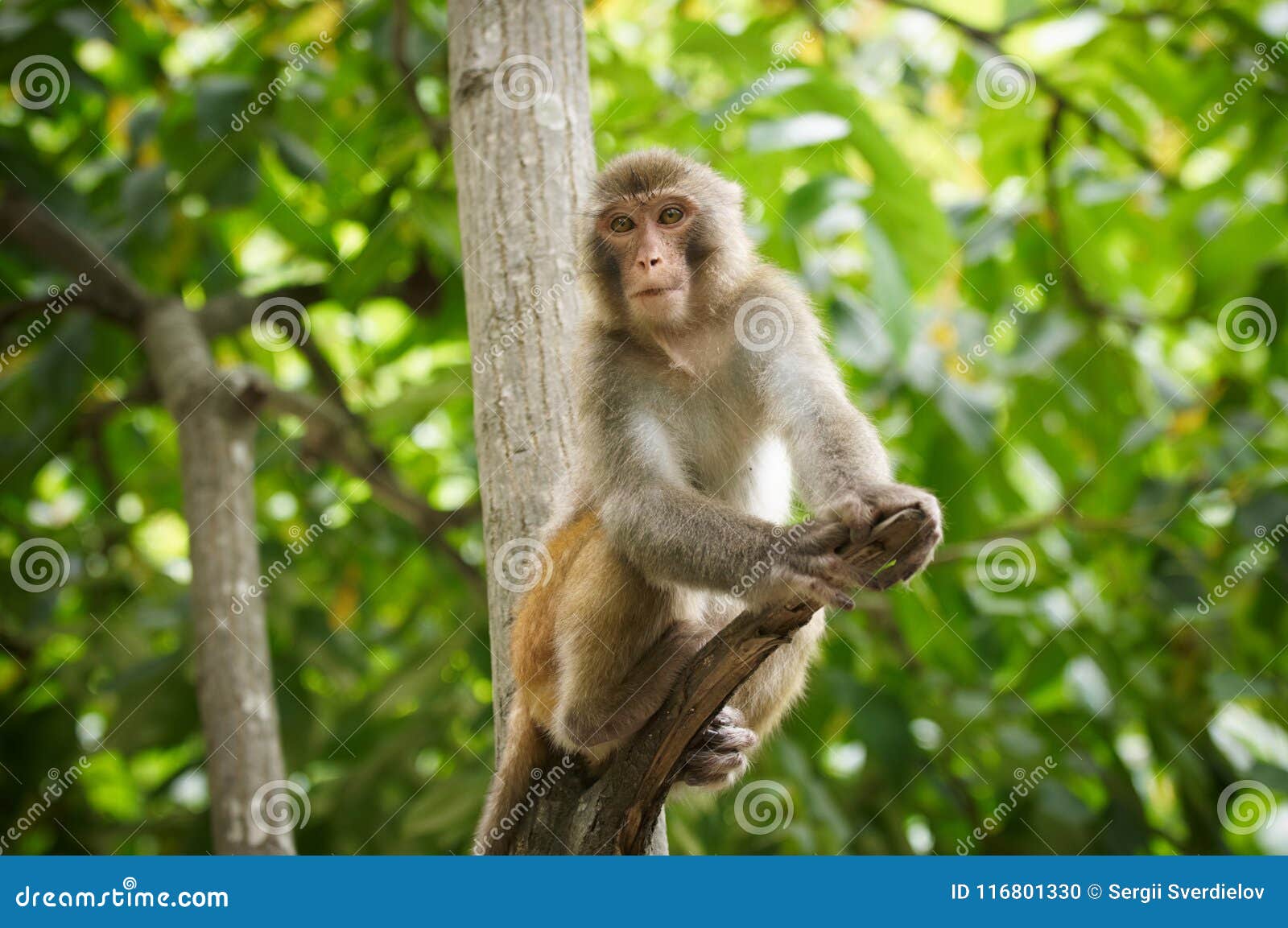 Monkey on tree stock image cartoondealer 229748251