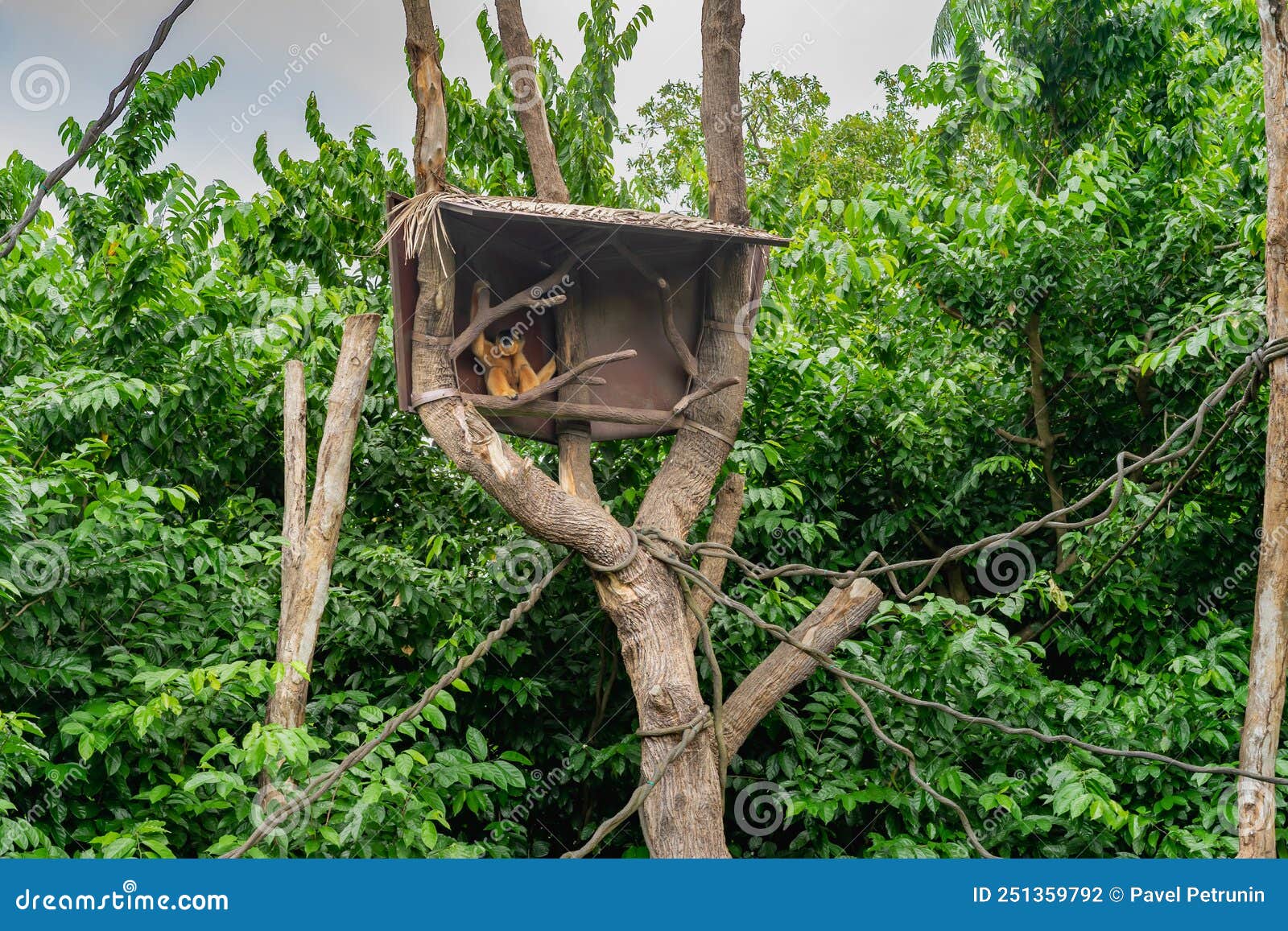 Monkey In A Treehouse Stock Photo Image Of Strength 251359792 monkey-in-a-treehouse-stock-photo-image-of-strength-251359792