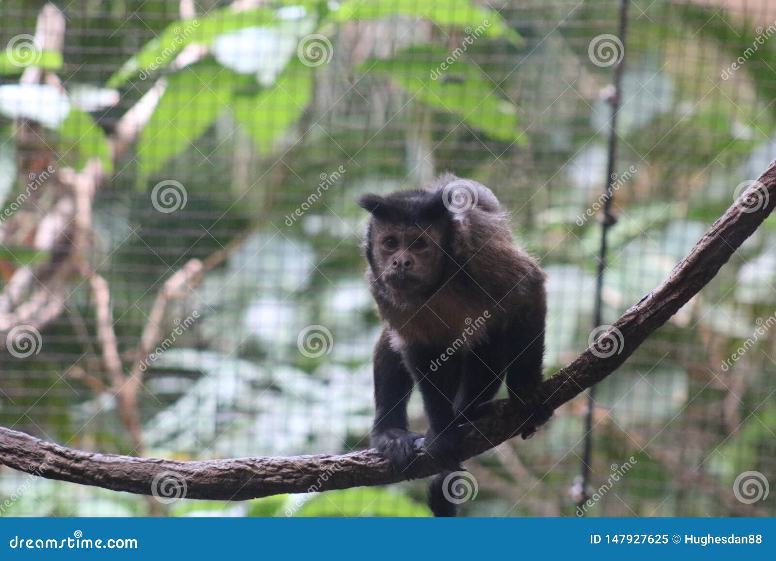 Monkey on vine stock image. Image of arboreal, nature 147927625