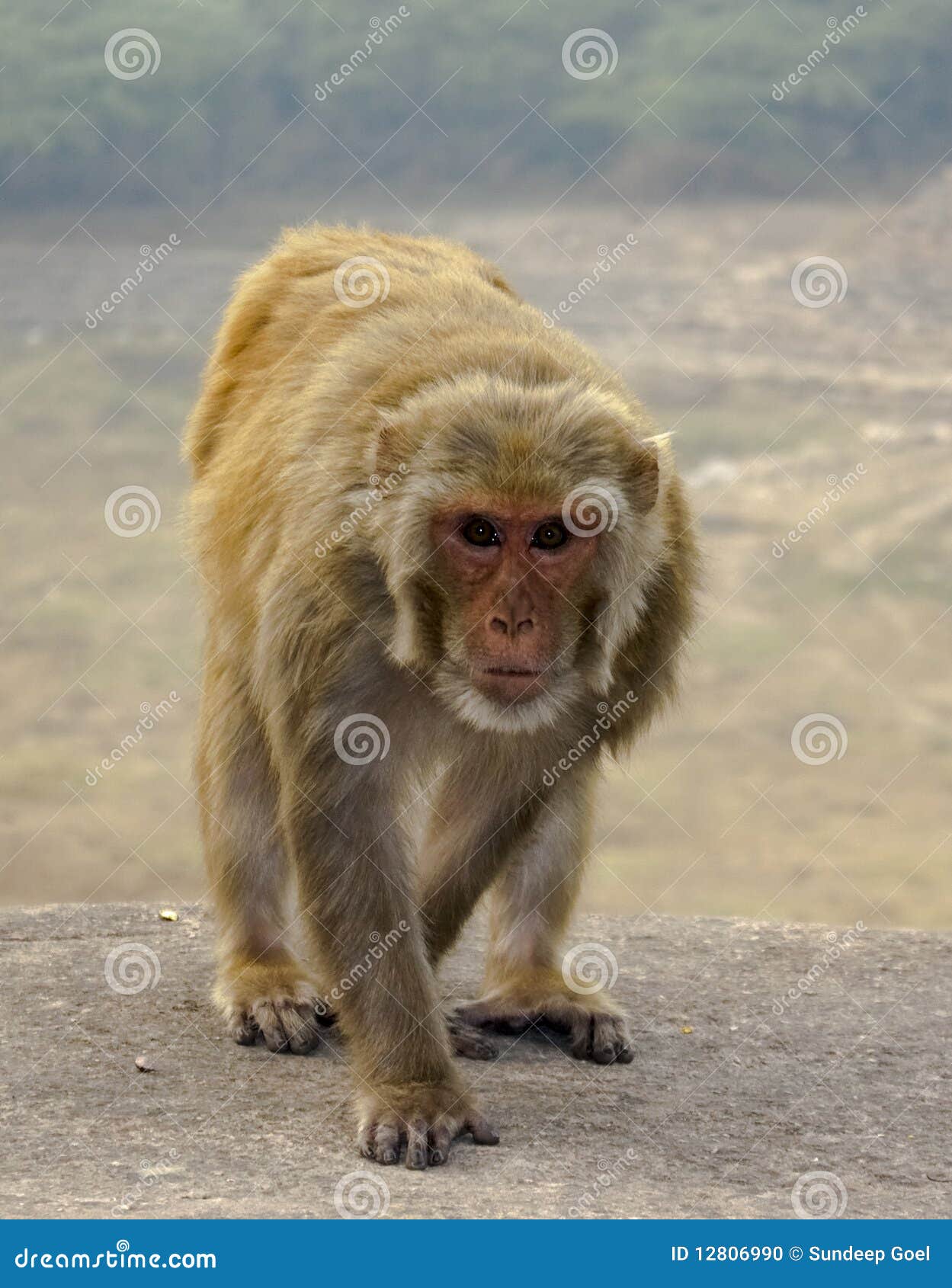 Monkey Wall Sculpture Stock Image 44267221