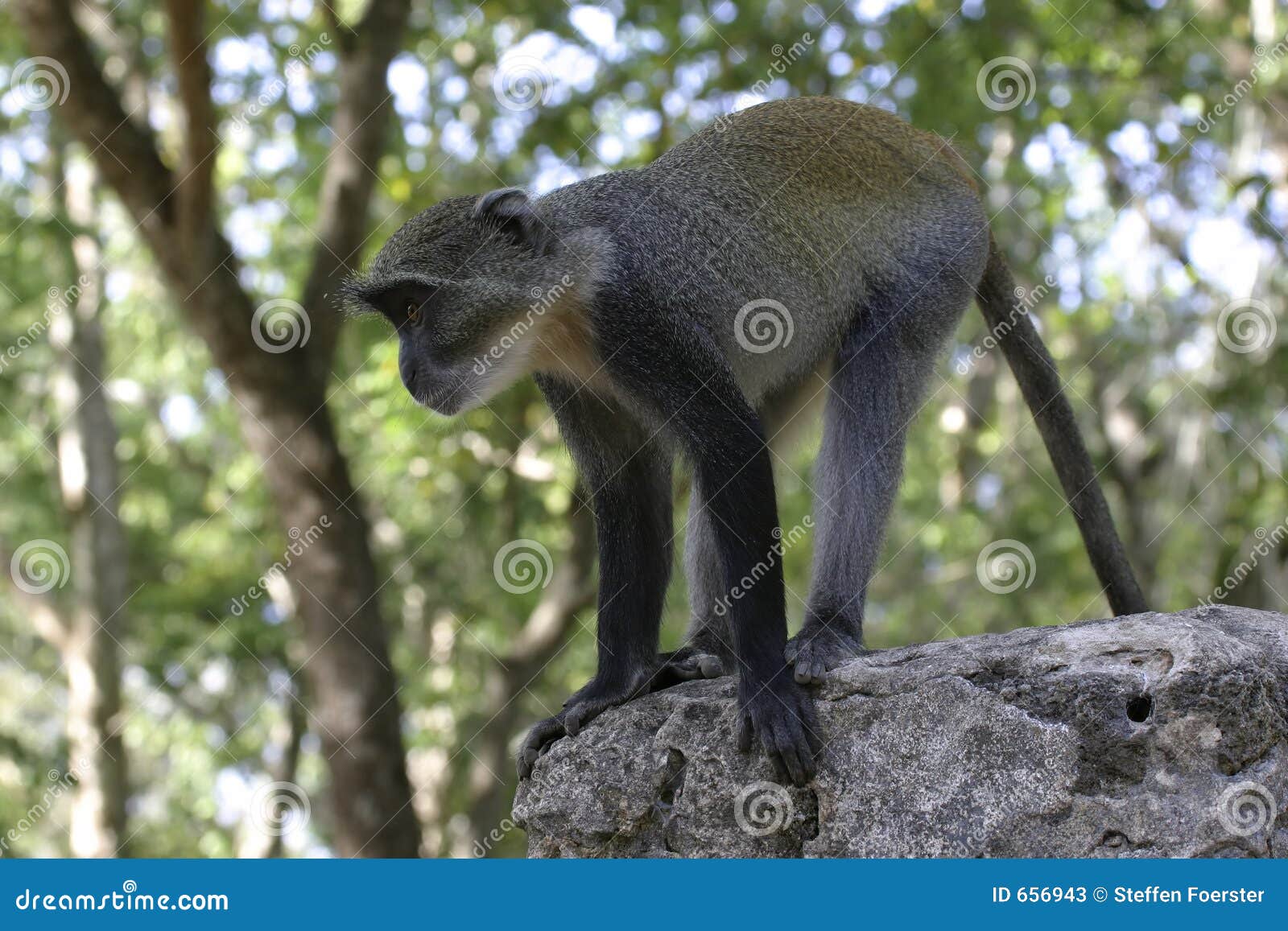 Monkey Wall Sculpture Stock Image 44267221