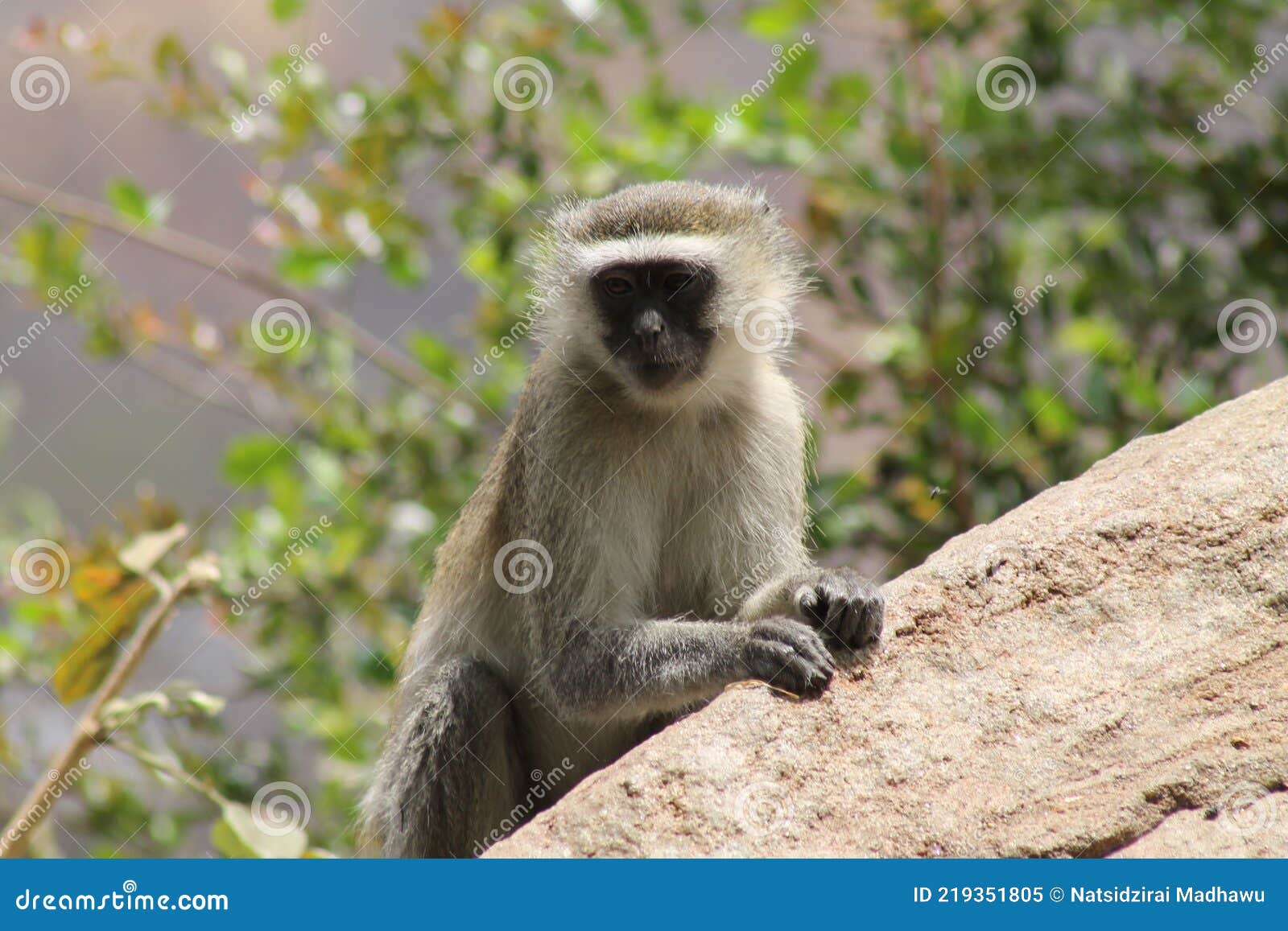 Monkey Wall Sculpture Stock Image 44267221