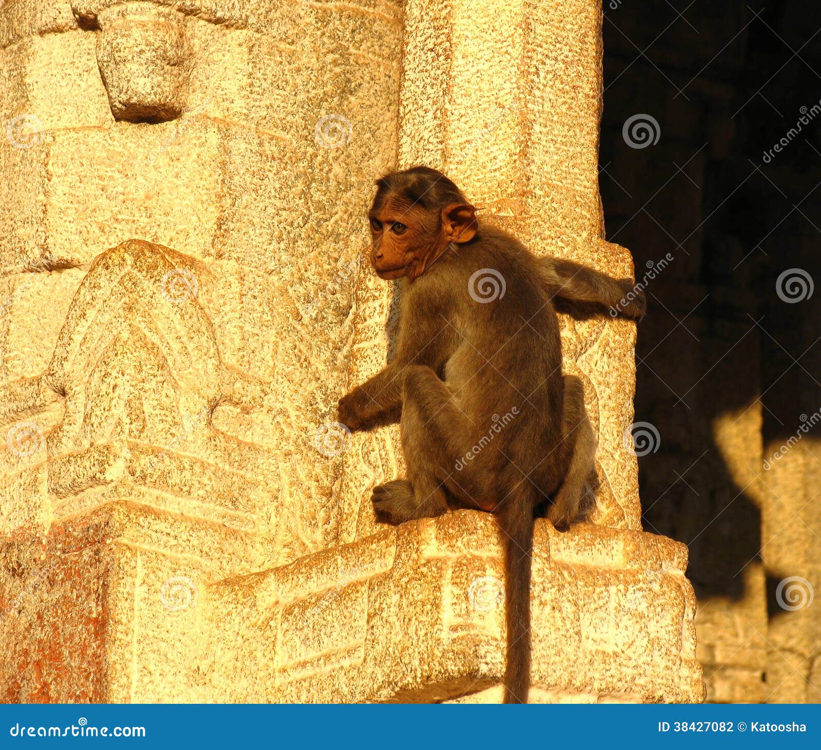 Monkey Wall Sculpture Stock Image 44267221