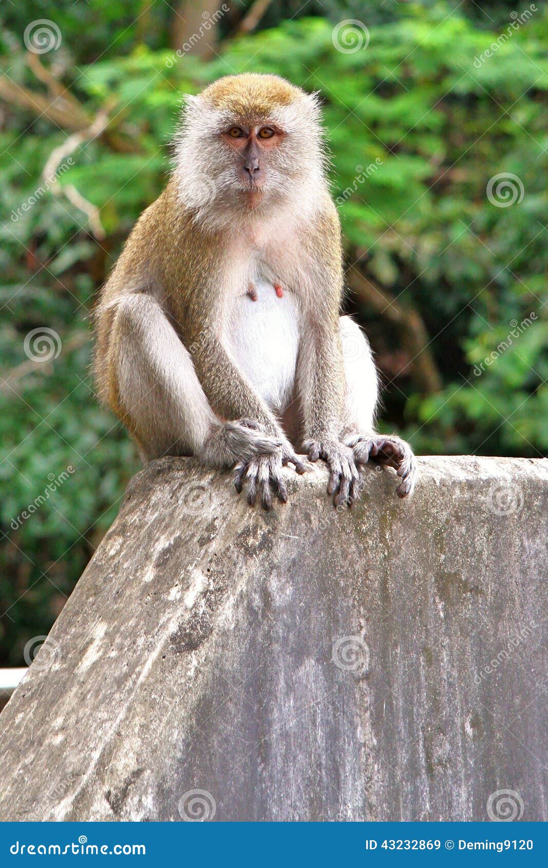 Monkey nude