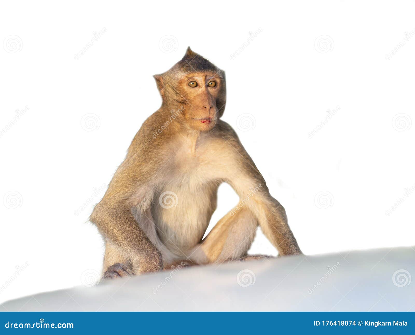 The Monkey on a White Background,with Clipping Path Stock Photo - Image of  green, macaque: 176418074